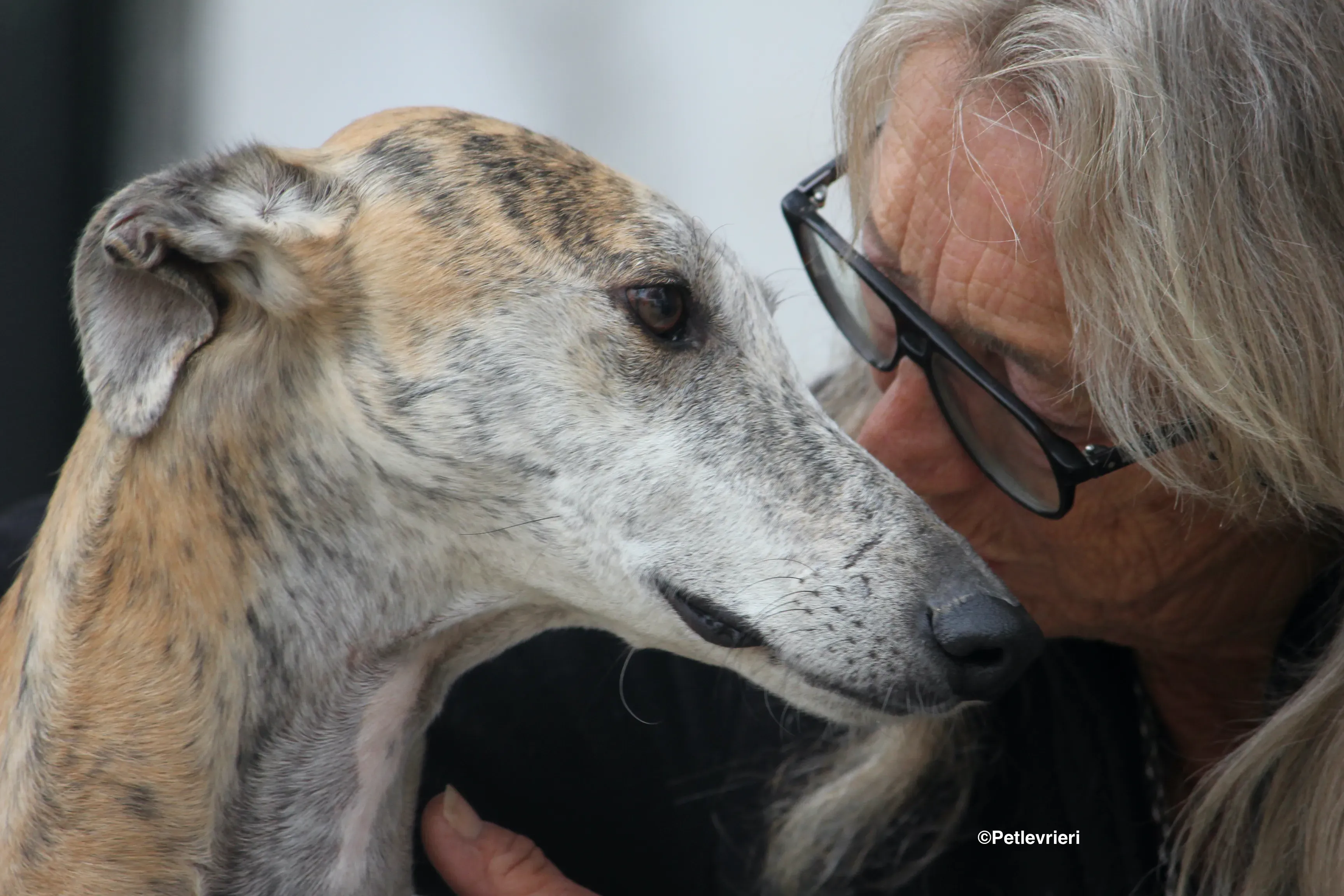 Sultan adozione levrieri galgo 14