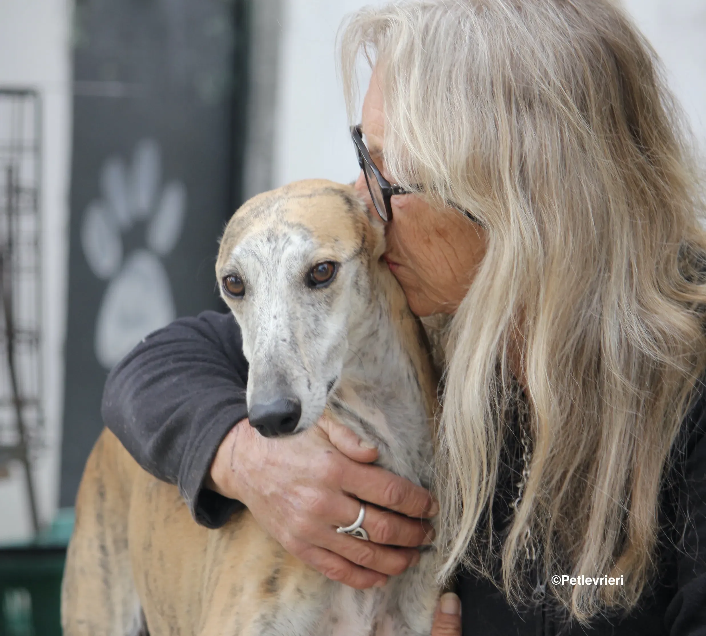 Sultan adozione levrieri galgo 15