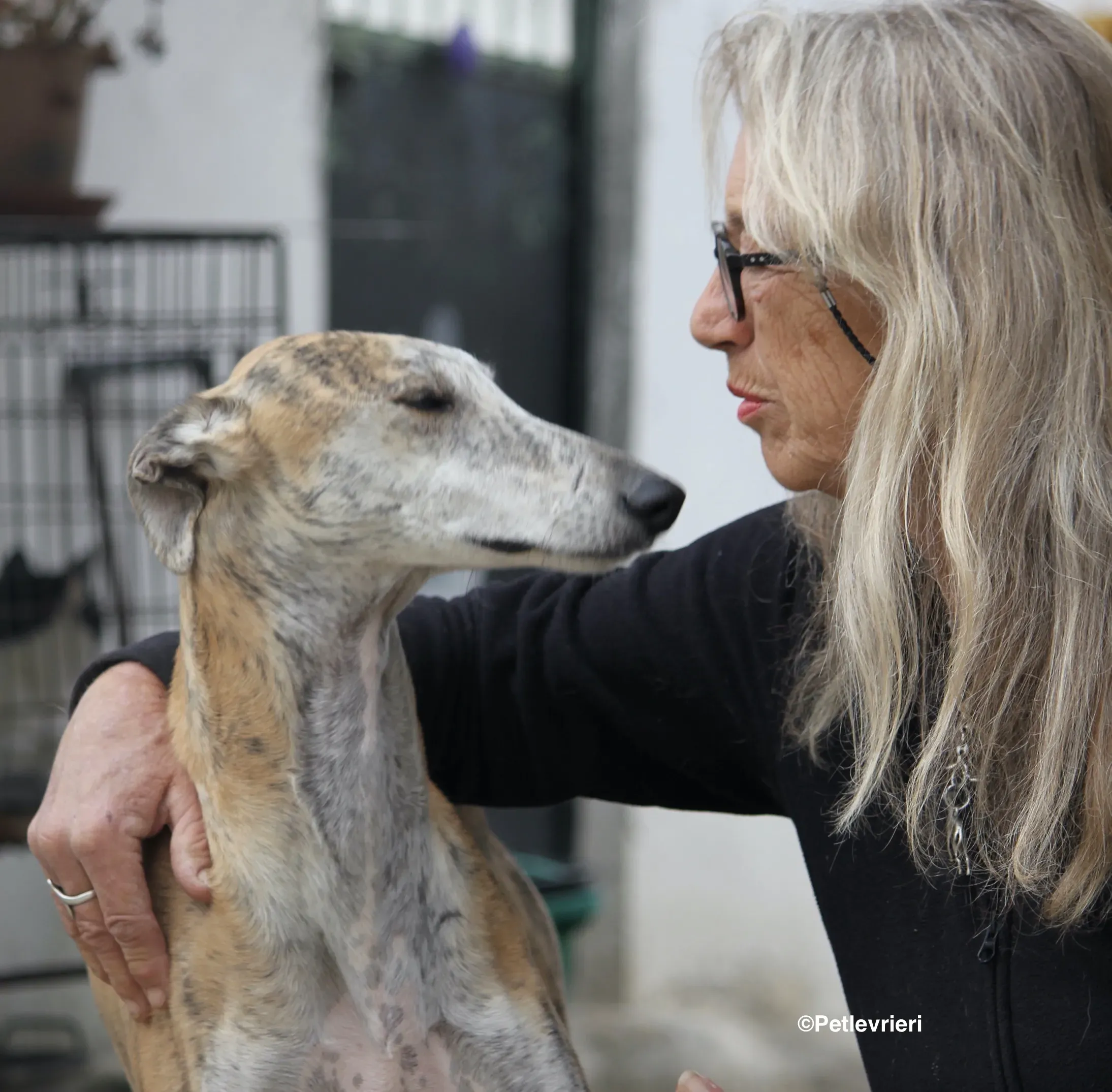 Sultan adozione levrieri galgo 16