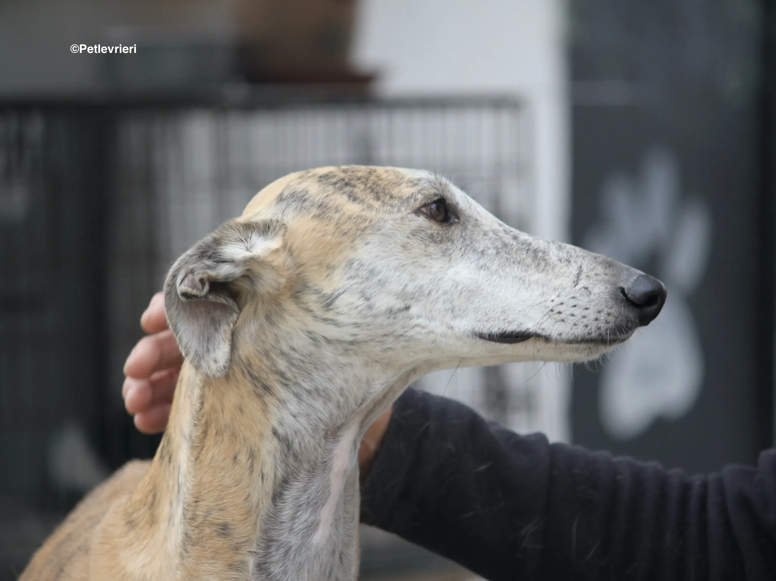 Sultan adozione levrieri galgo 17