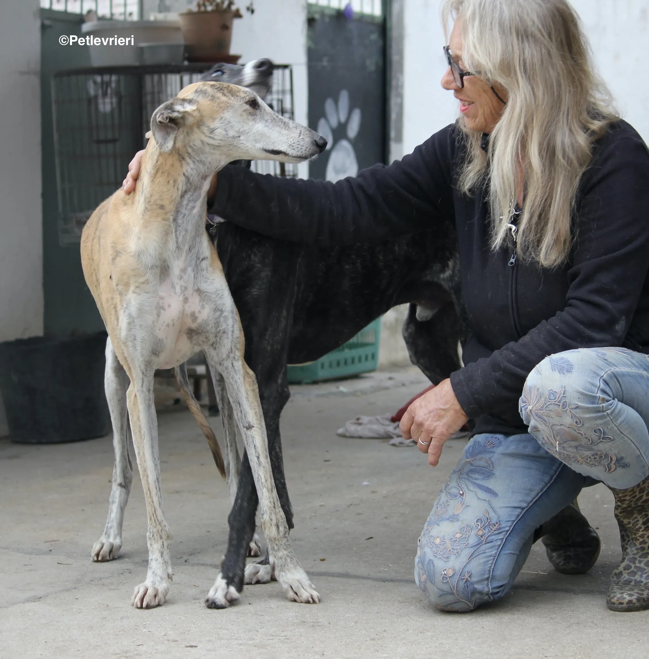 Sultan adozione levrieri galgo 18