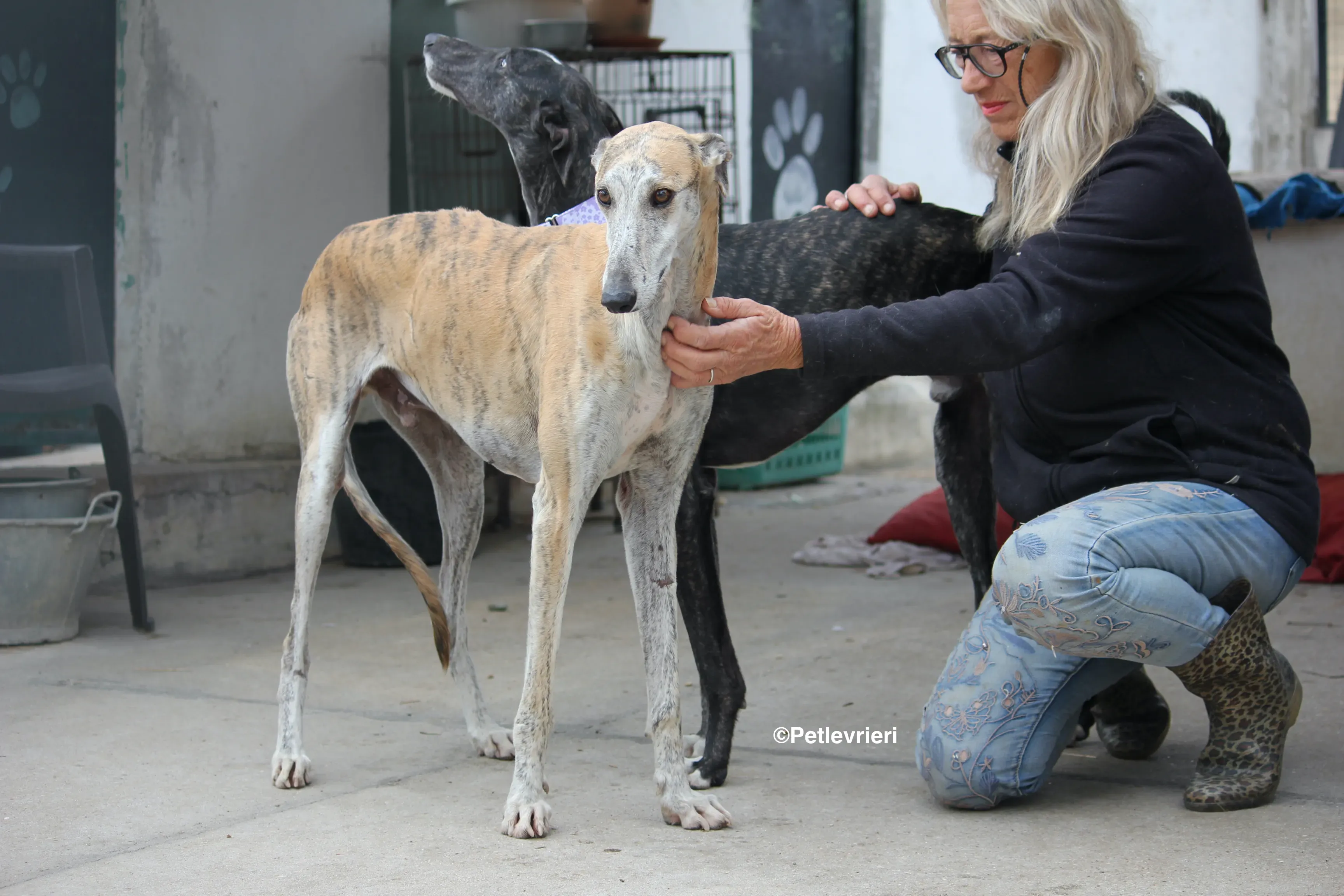 Sultan adozione levrieri galgo. 20