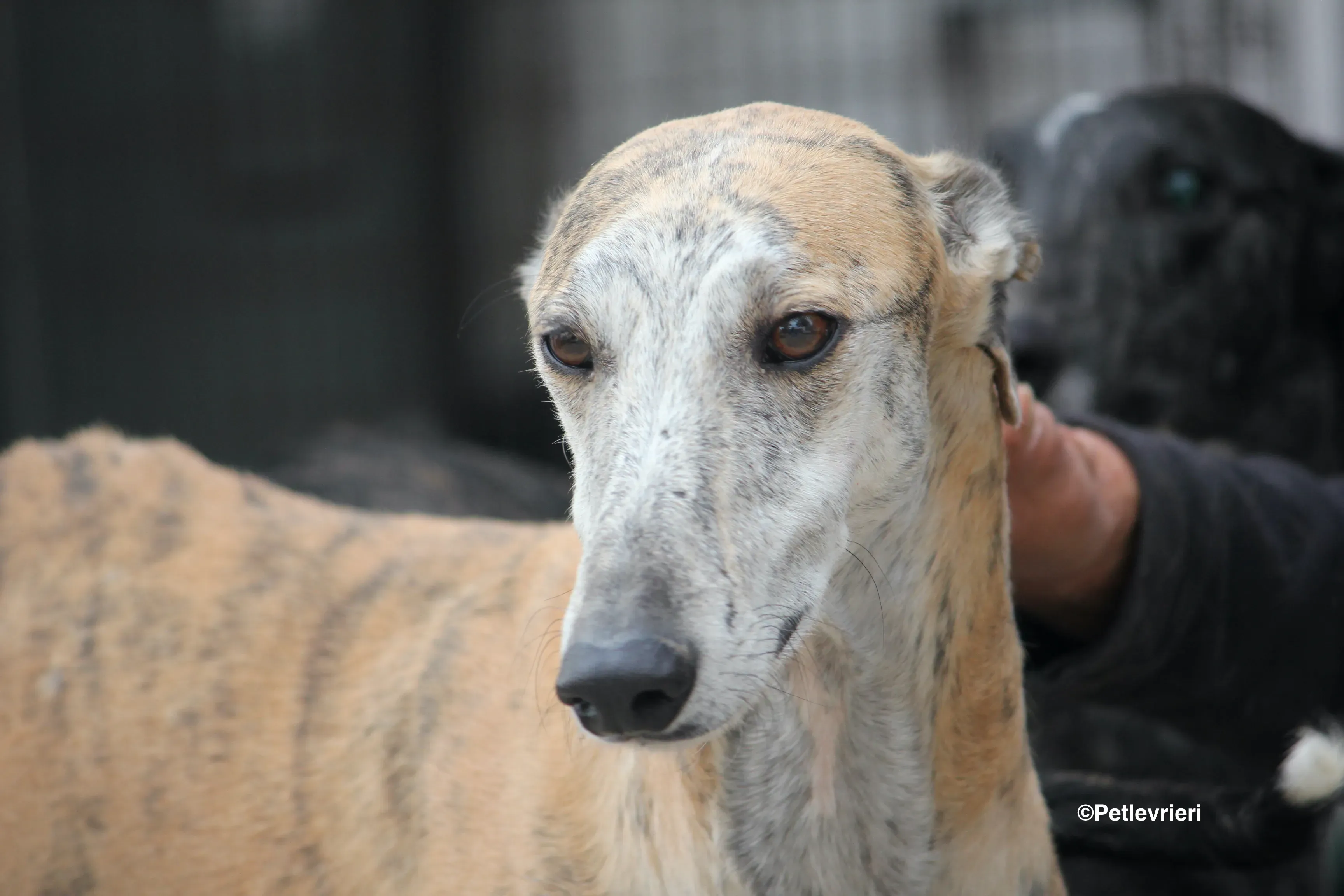 Sultan adozione levrieri galgo. 21