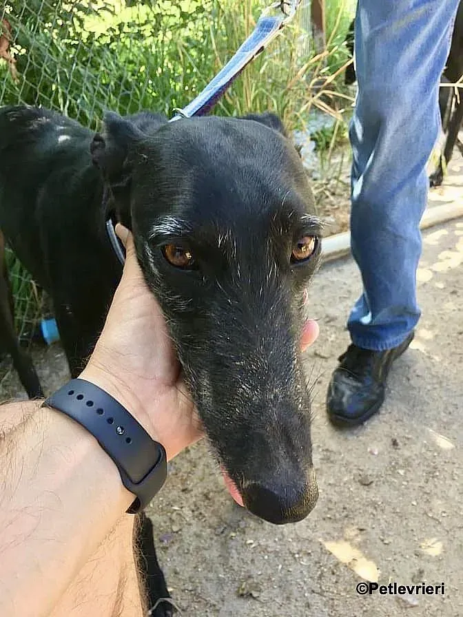 Sun adozione levrieri galgo