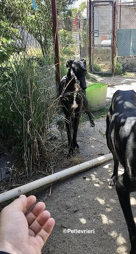 Sun adozione levrieri galgo 1