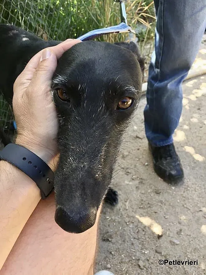 Sun adozione levrieri galgo 2