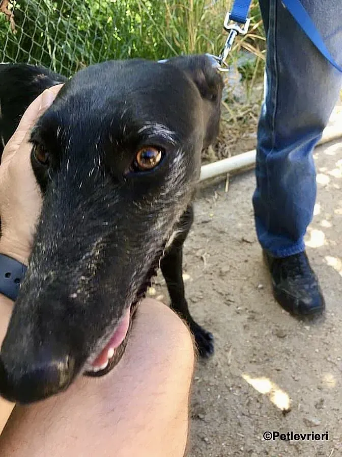 Sun adozione levrieri galgo 3