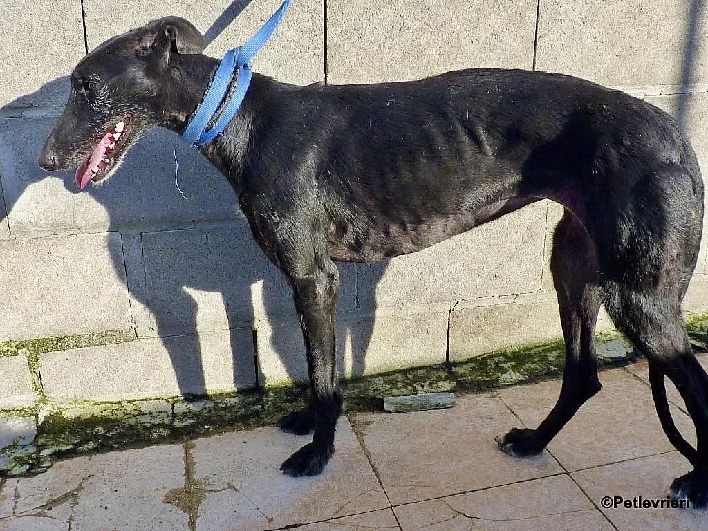 Sun adozione levrieri galgo 4