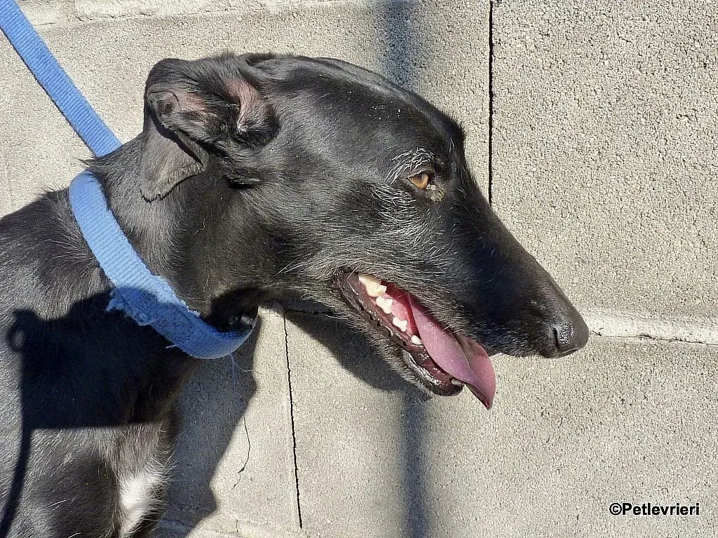Sun adozione levrieri galgo 5