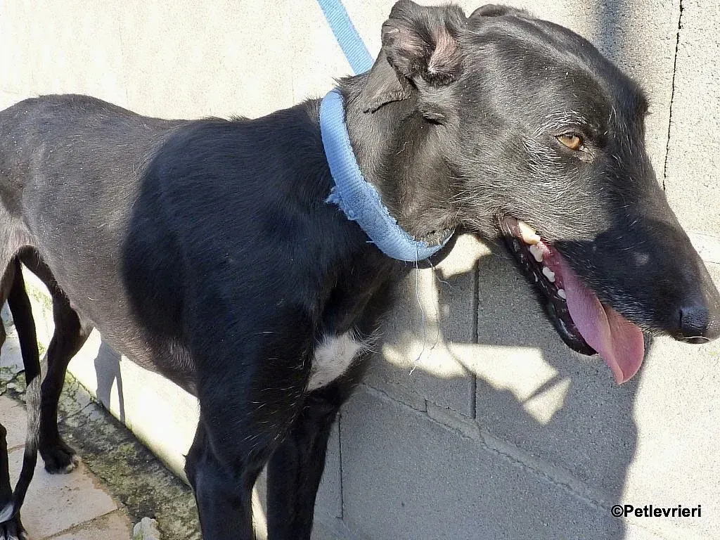 Sun adozione levrieri galgo 6