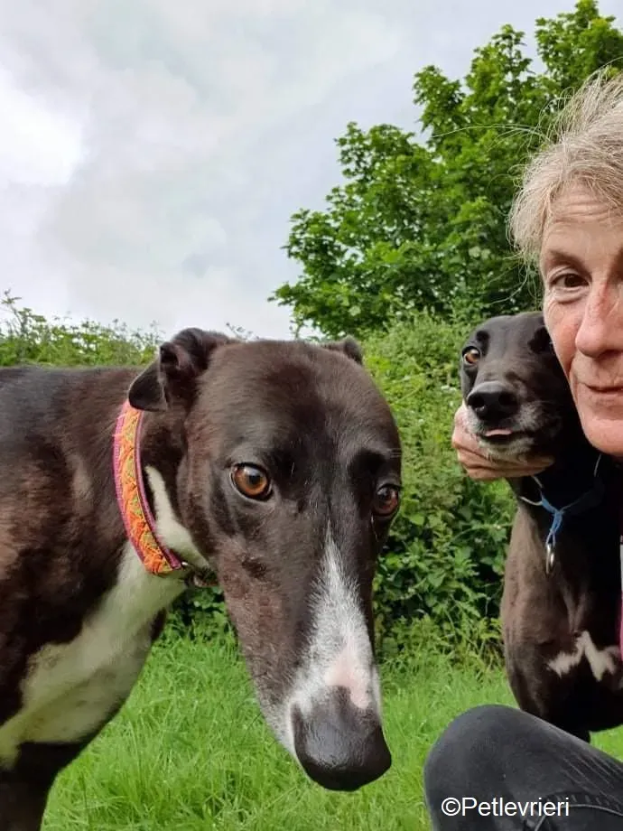 Sundae adozione levrieri greyhound 1 2