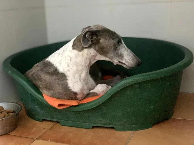 Sunshine adozione levrieri galgo 1