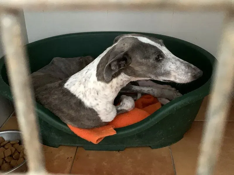 Sunshine adozione levrieri galgo 4