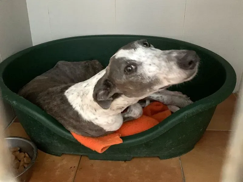 Sunshine adozione levrieri galgo 5