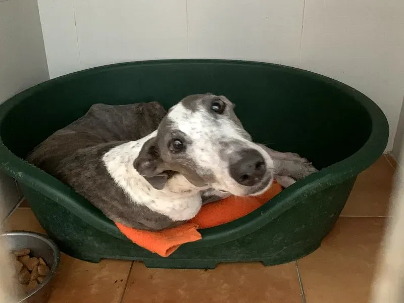 Sunshine adozione levrieri galgo 6