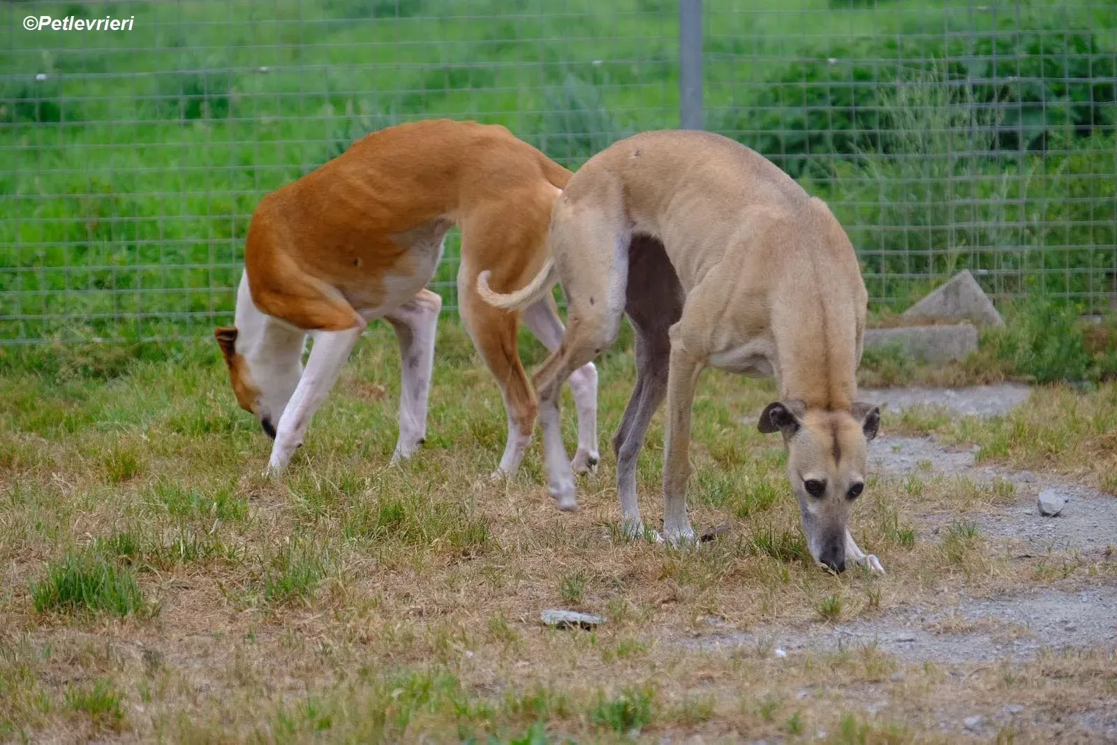 Sunshine adozione levrieri greyhound 1