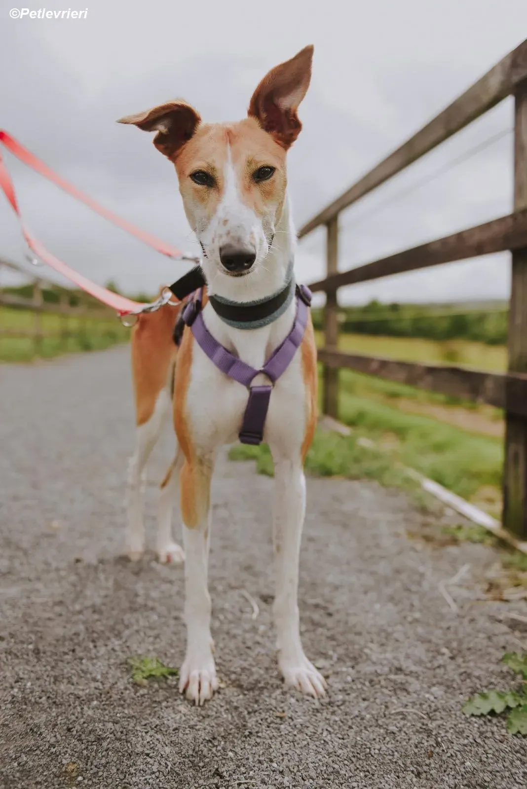 Sunshine adozione levrieri greyhound 10