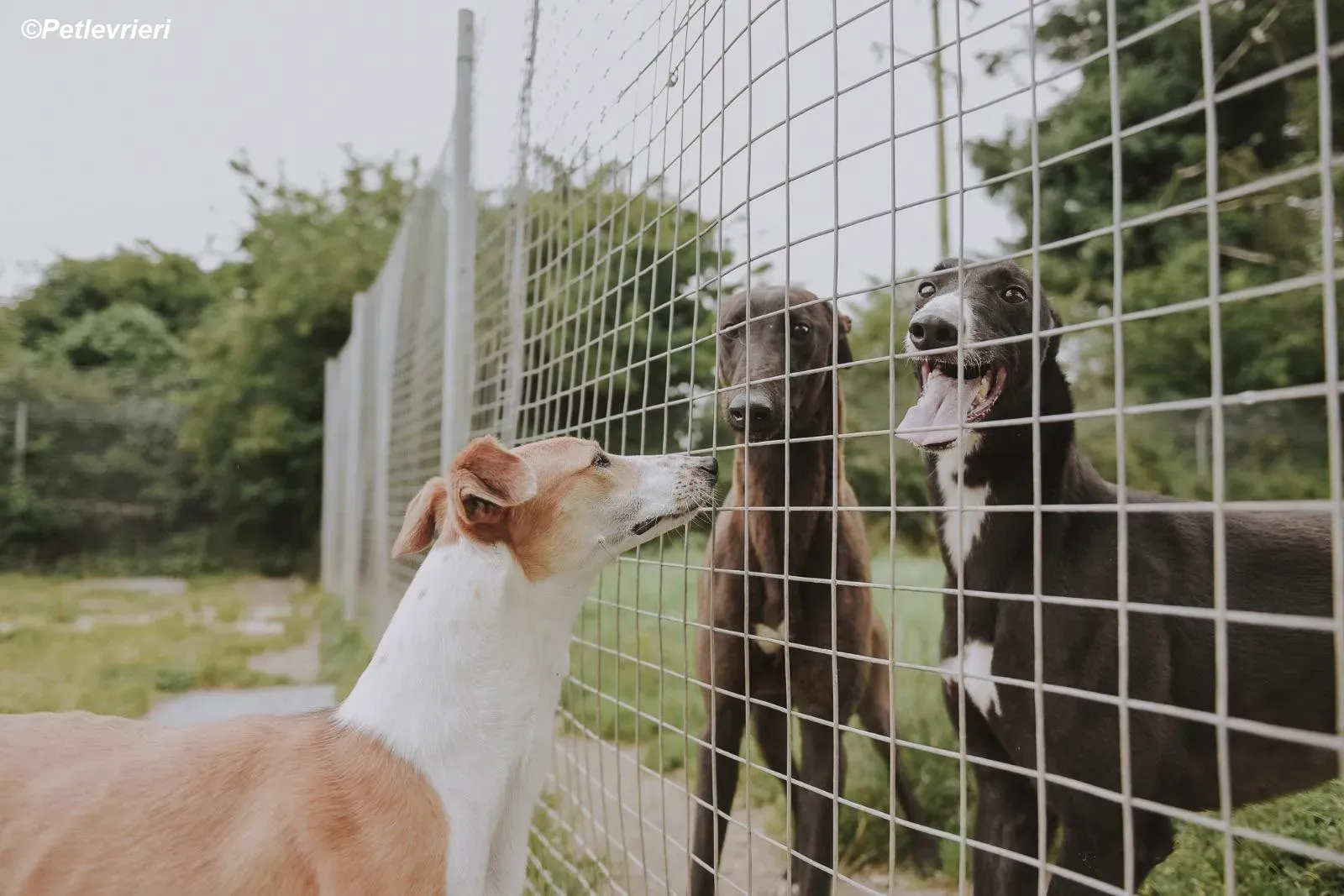 Sunshine adozione levrieri greyhound 11