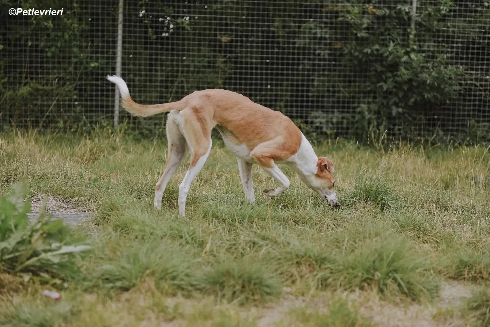 Sunshine adozione levrieri greyhound 12