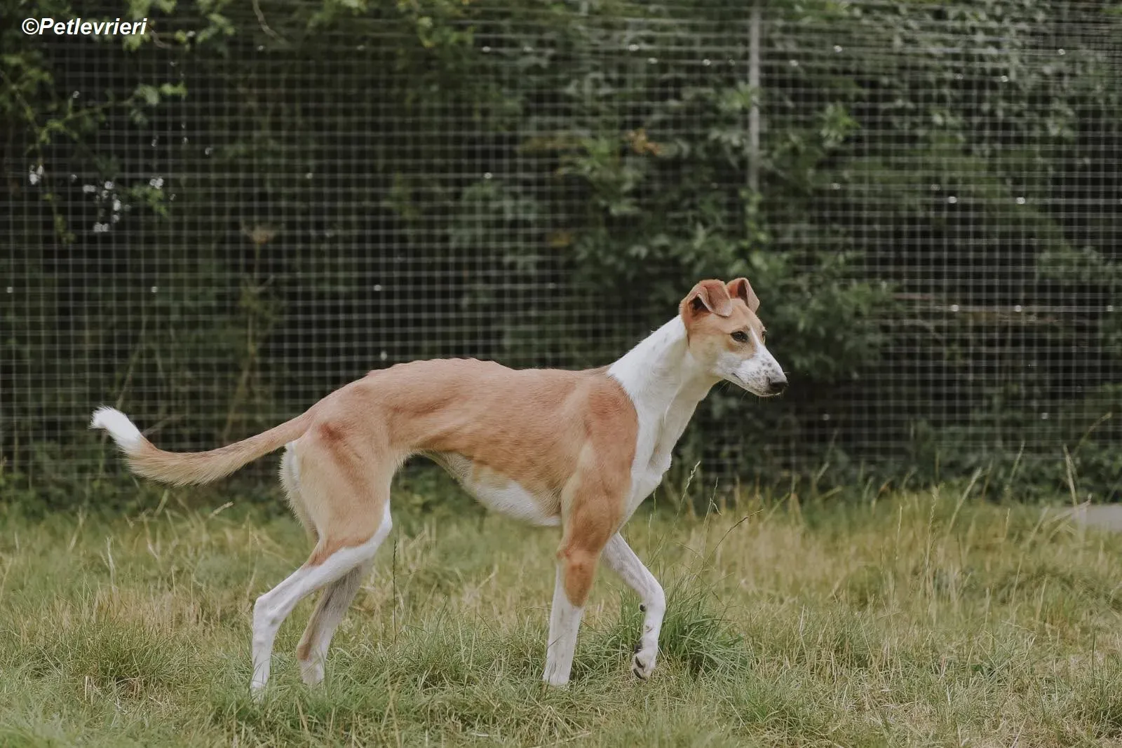 Sunshine adozione levrieri greyhound 13