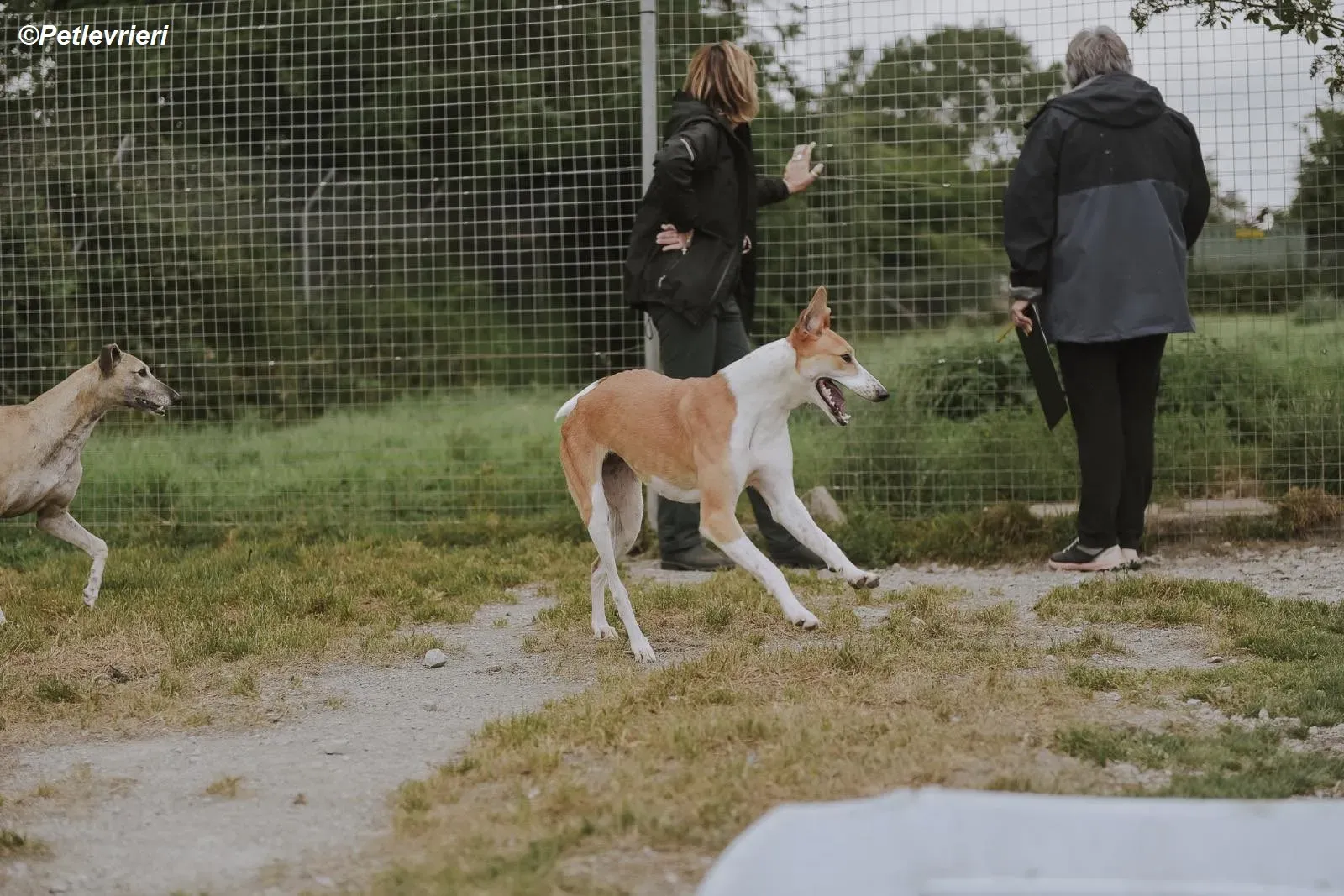 Sunshine adozione levrieri greyhound 14