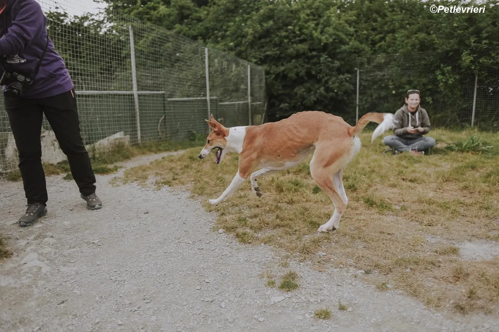 Sunshine adozione levrieri greyhound 15