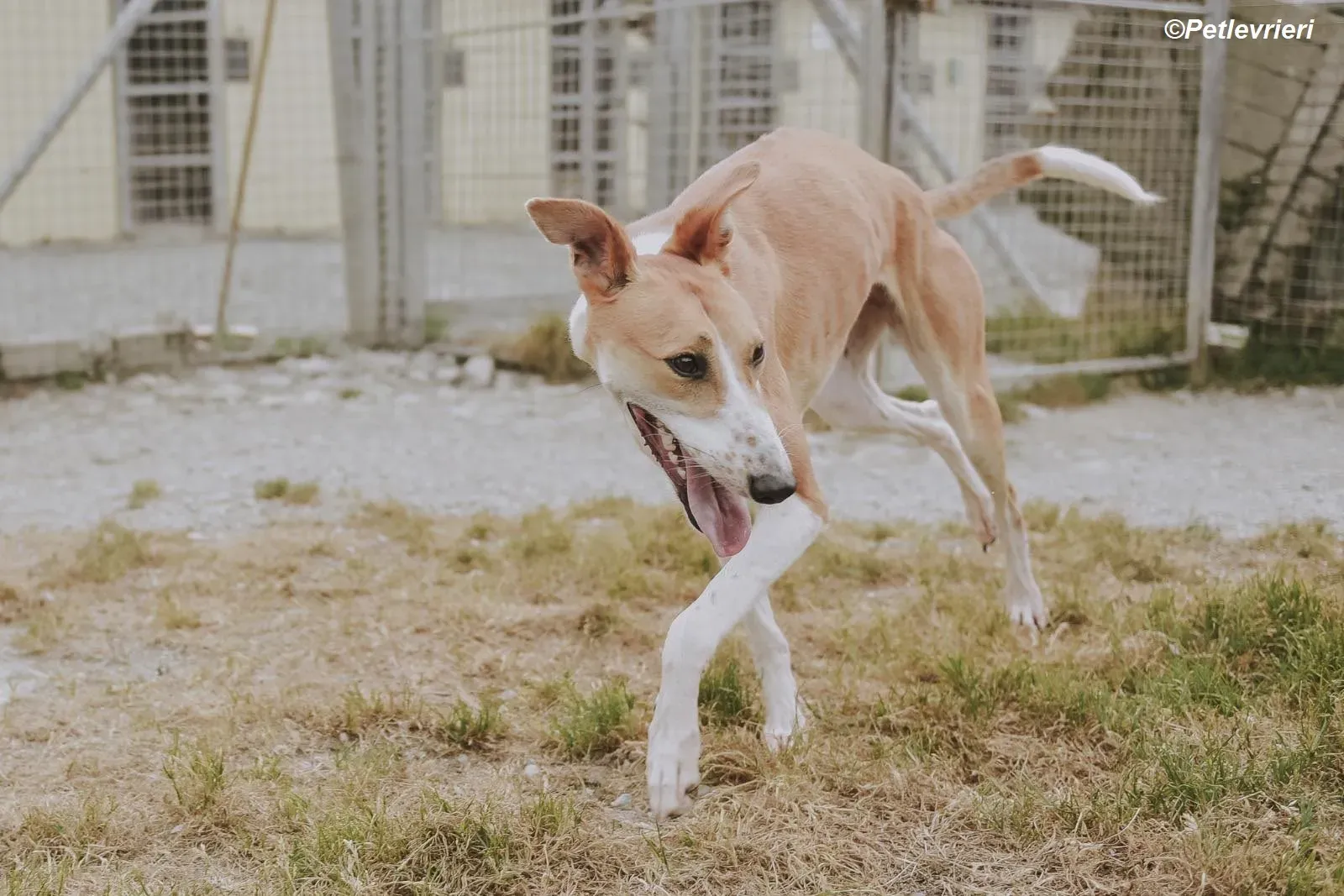 Sunshine adozione levrieri greyhound 16