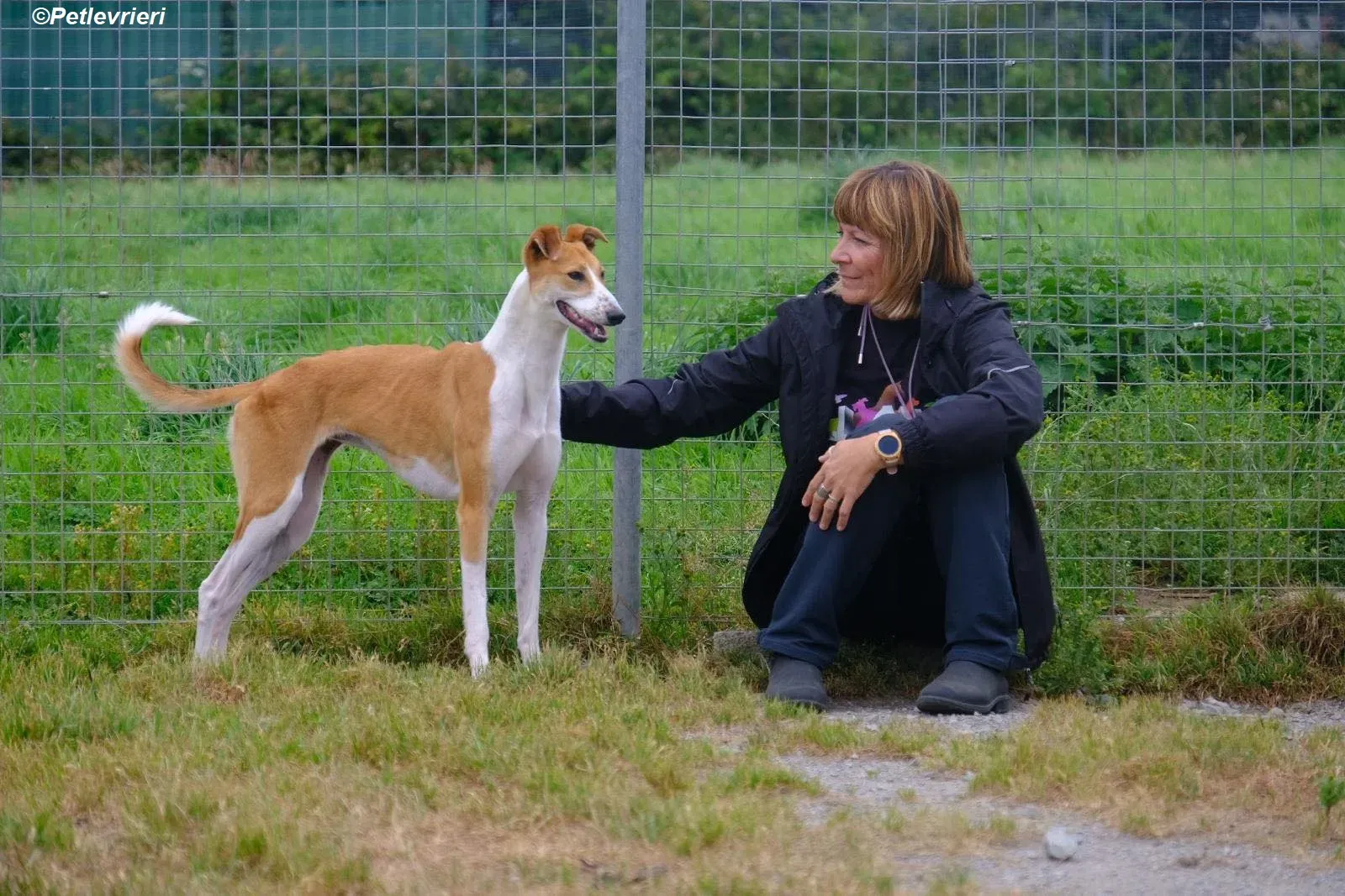 Sunshine adozione levrieri greyhound 2