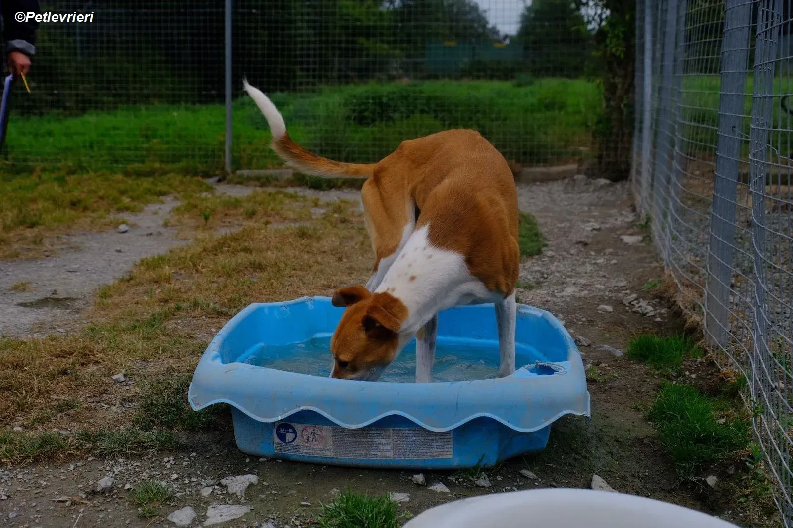 Sunshine adozione levrieri greyhound 3