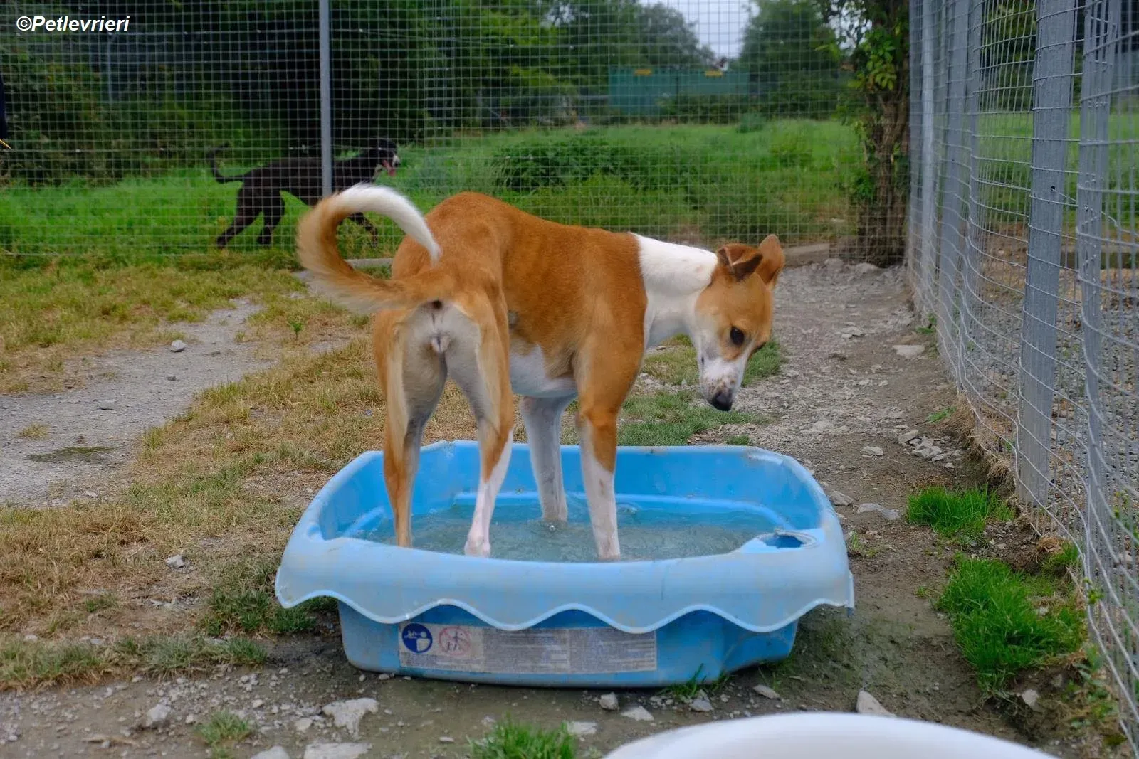 Sunshine adozione levrieri greyhound 4