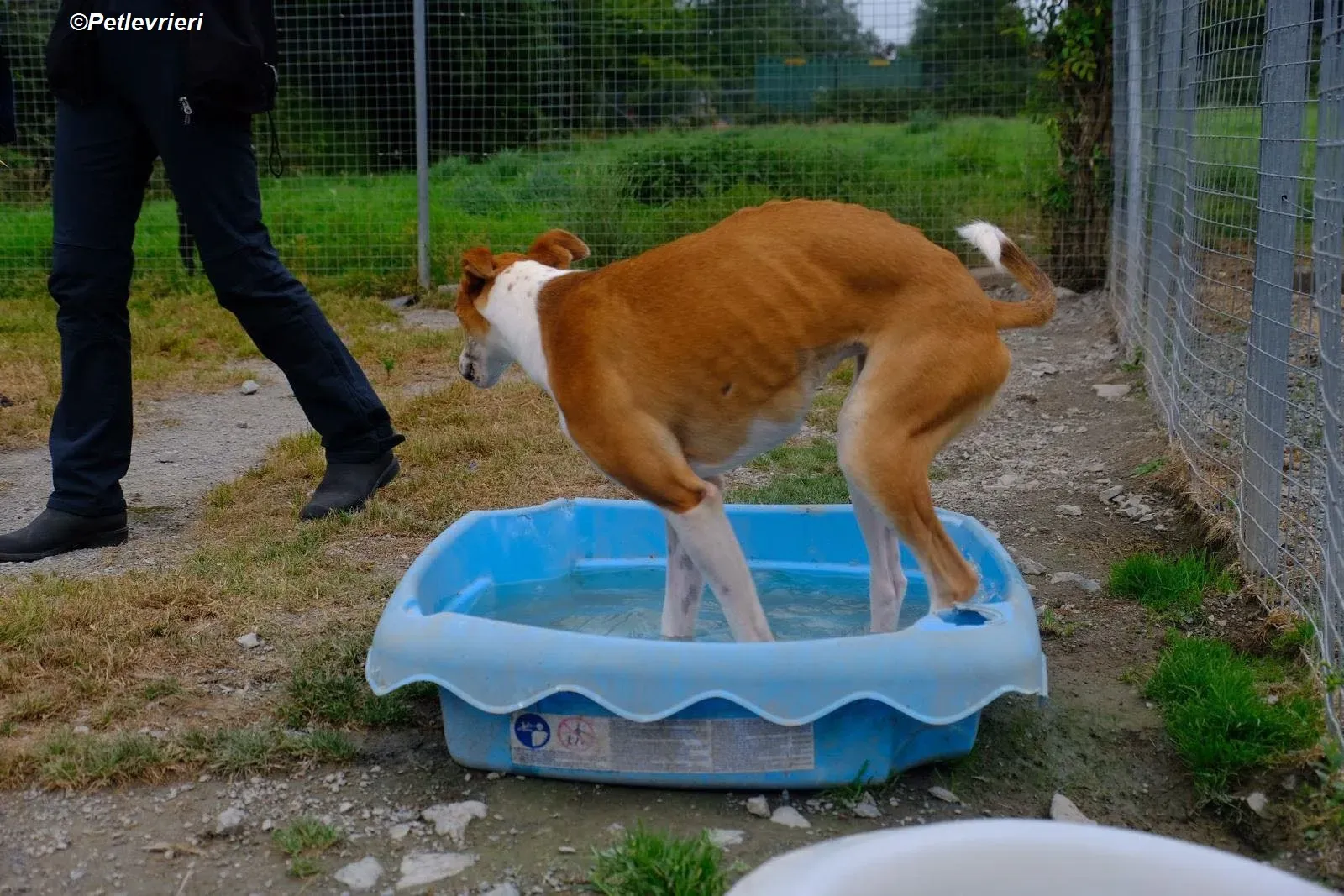 Sunshine adozione levrieri greyhound 5