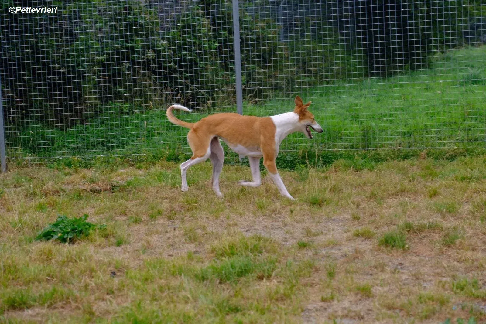 Sunshine adozione levrieri greyhound 6