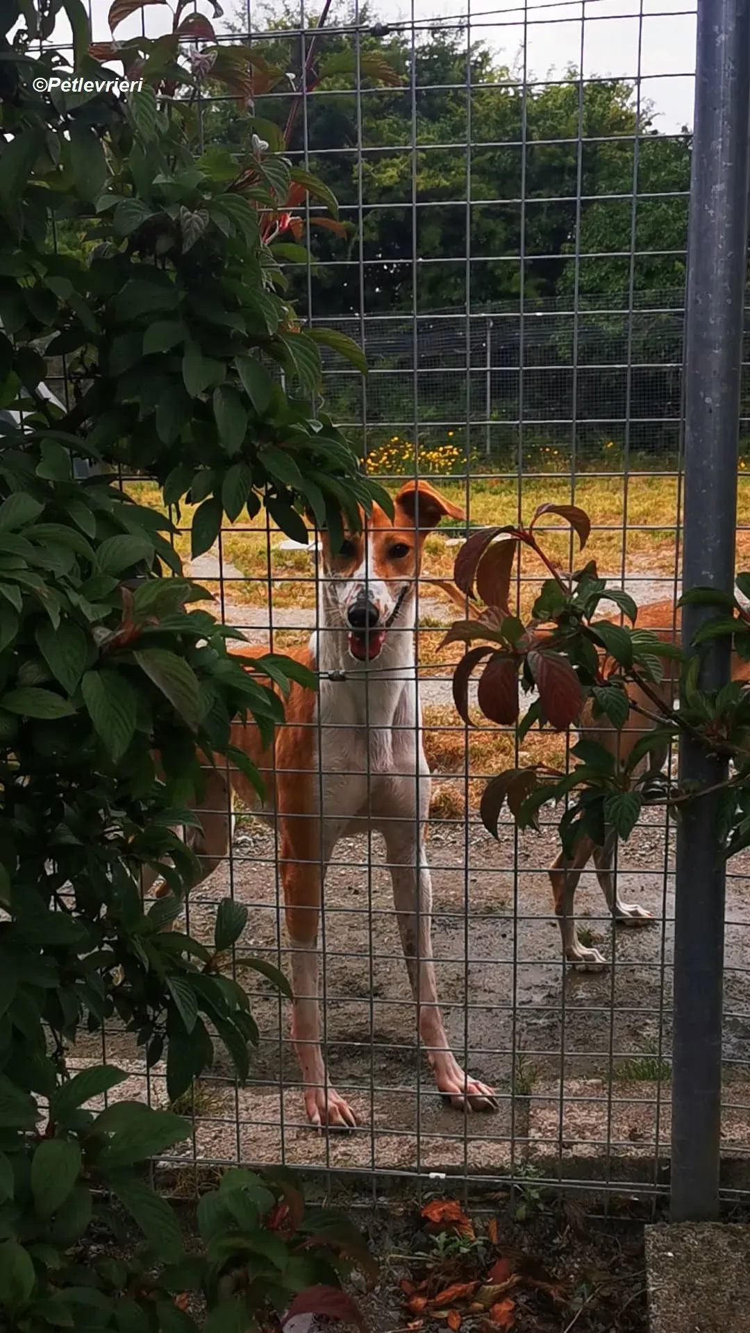 Sunshine adozione levrieri greyhound 7