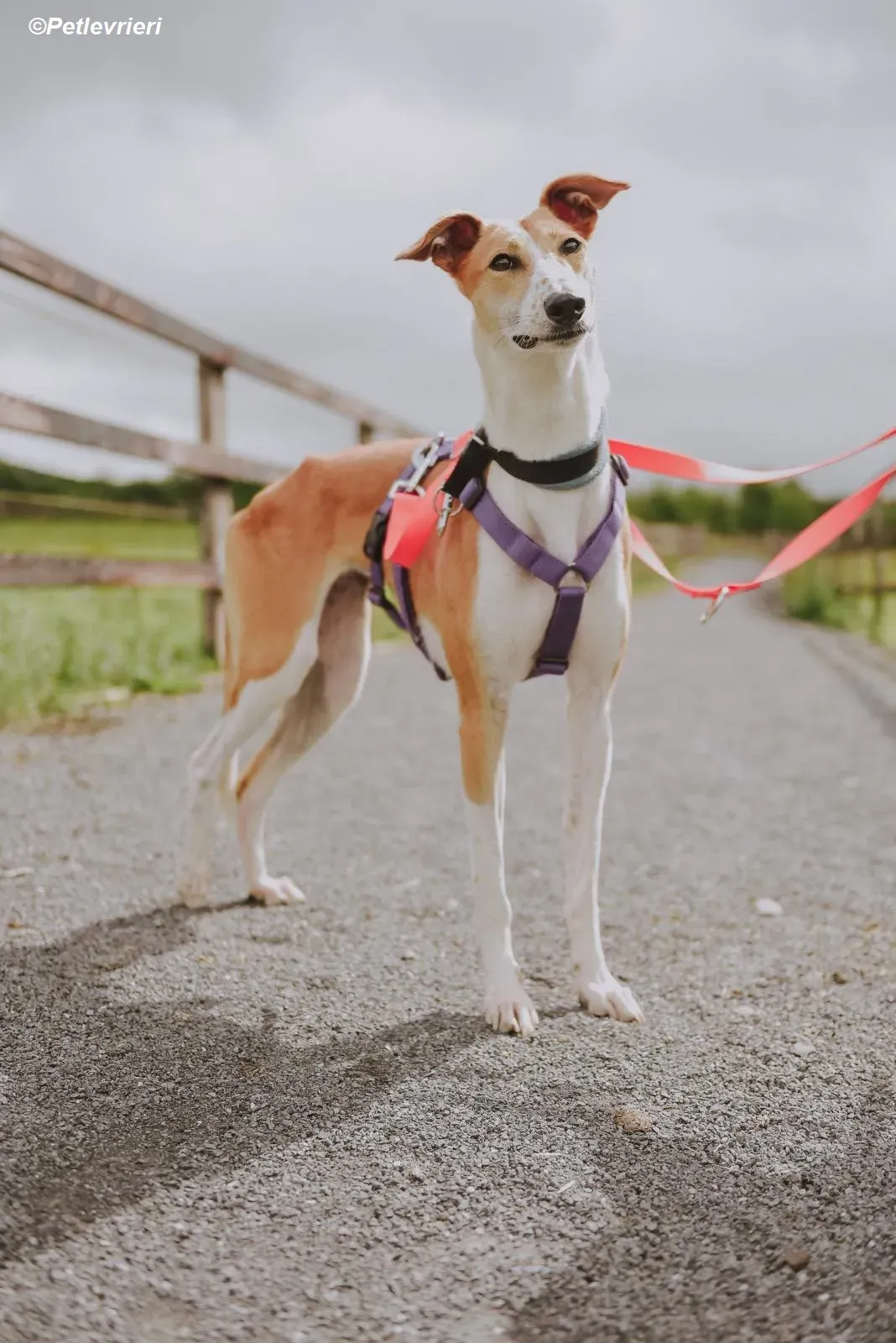 Sunshine adozione levrieri greyhound 8