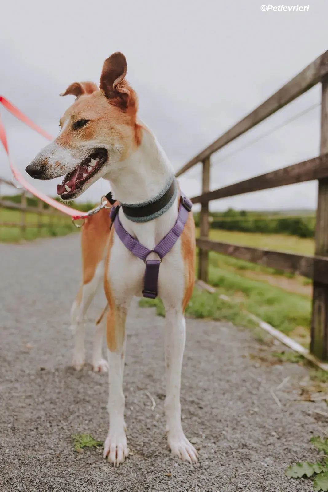 Sunshine adozione levrieri greyhound 9