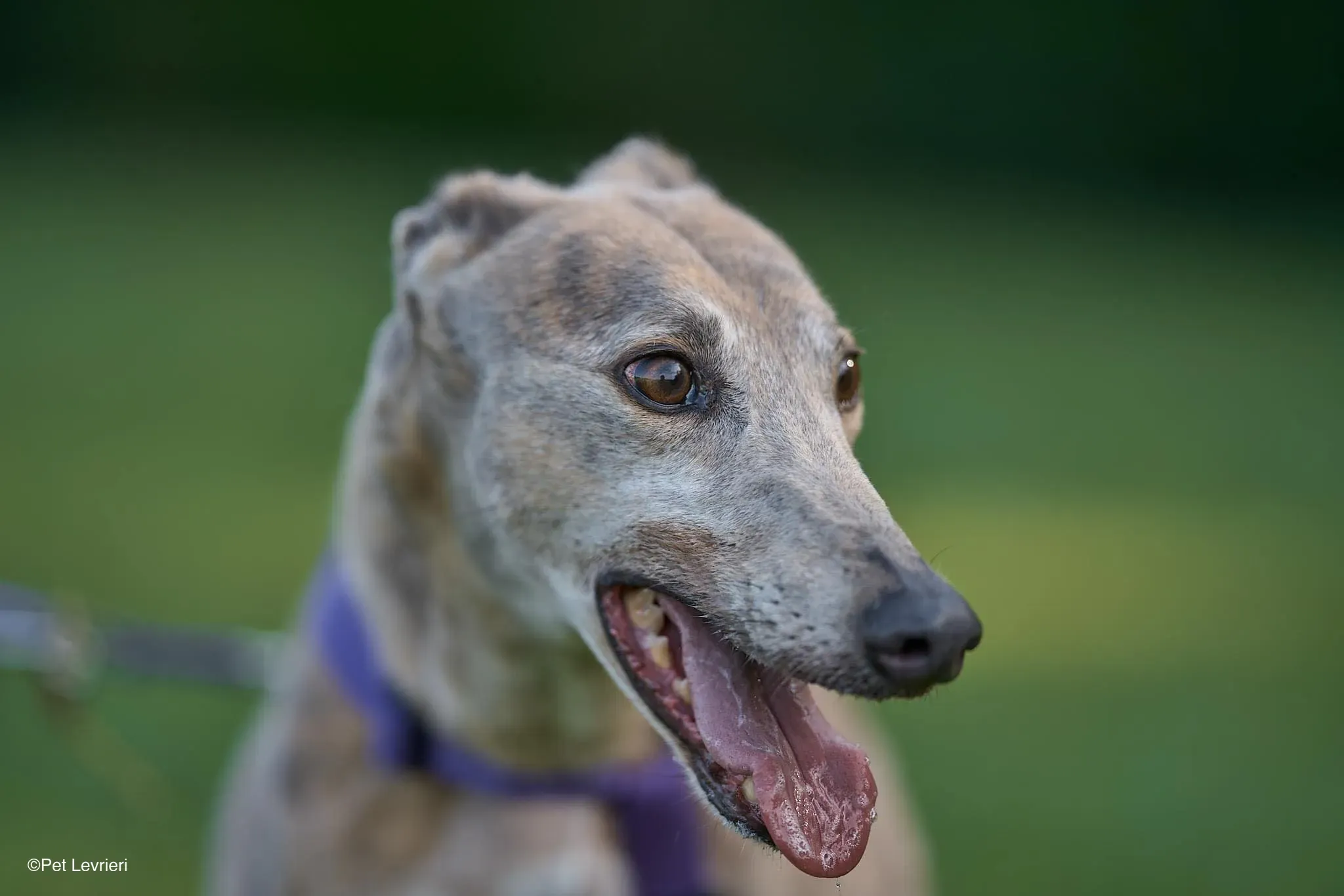 Sunshine adozione levrieri greyhound arrivo 01