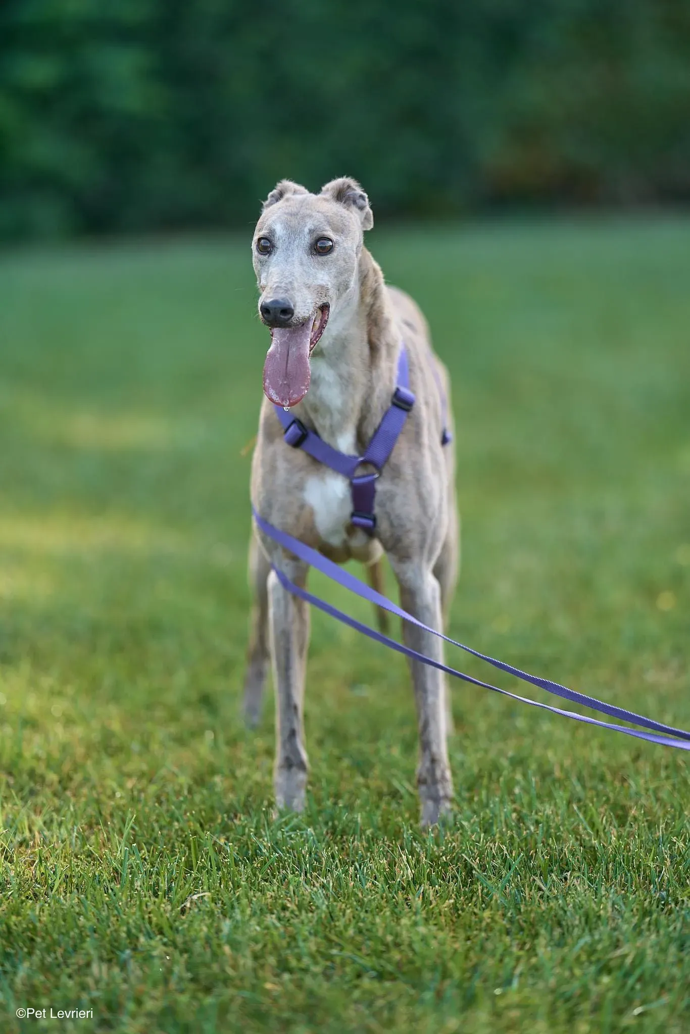 Sunshine adozione levrieri greyhound arrivo 02