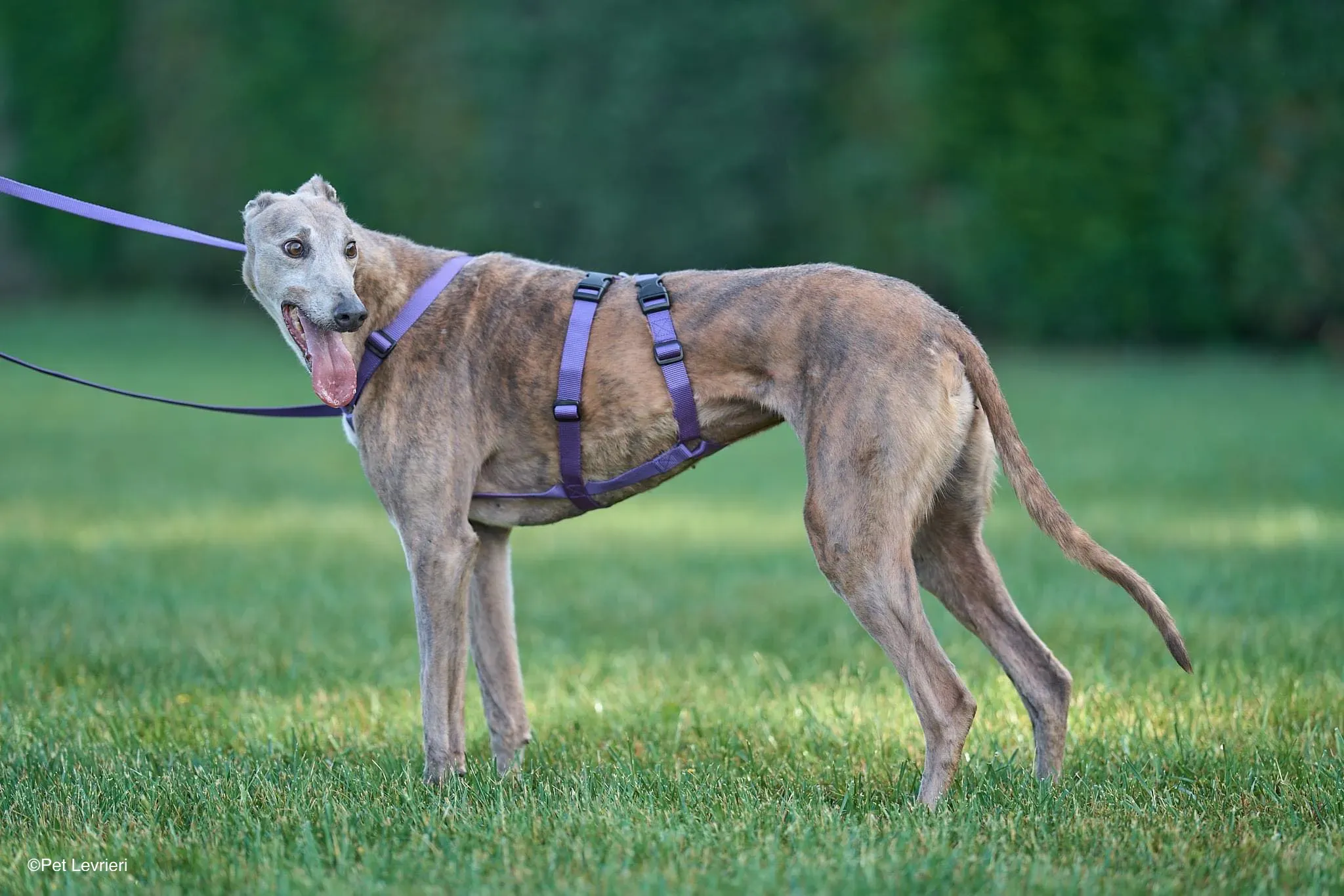 Sunshine adozione levrieri greyhound arrivo 03