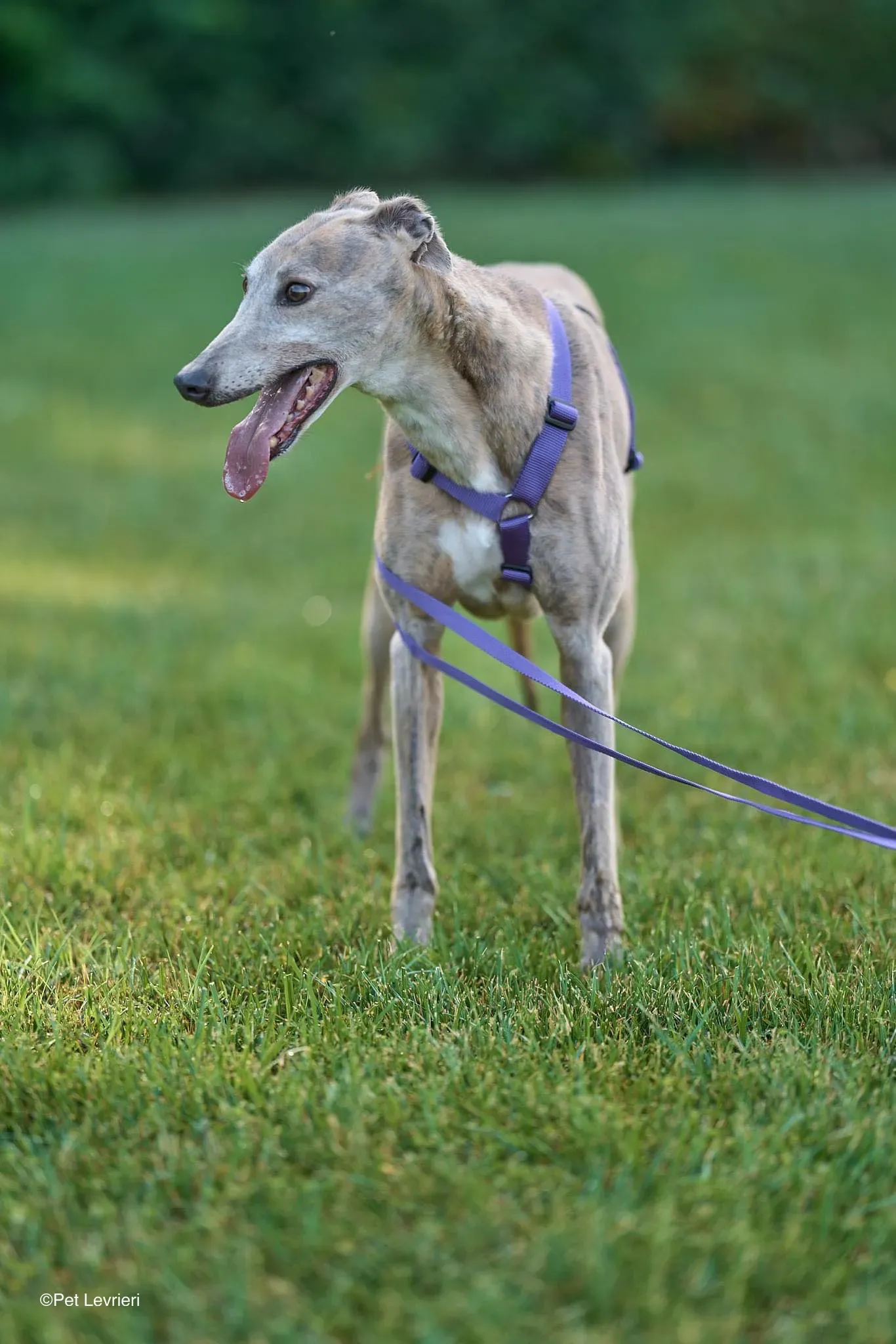 Sunshine adozione levrieri greyhound arrivo 04