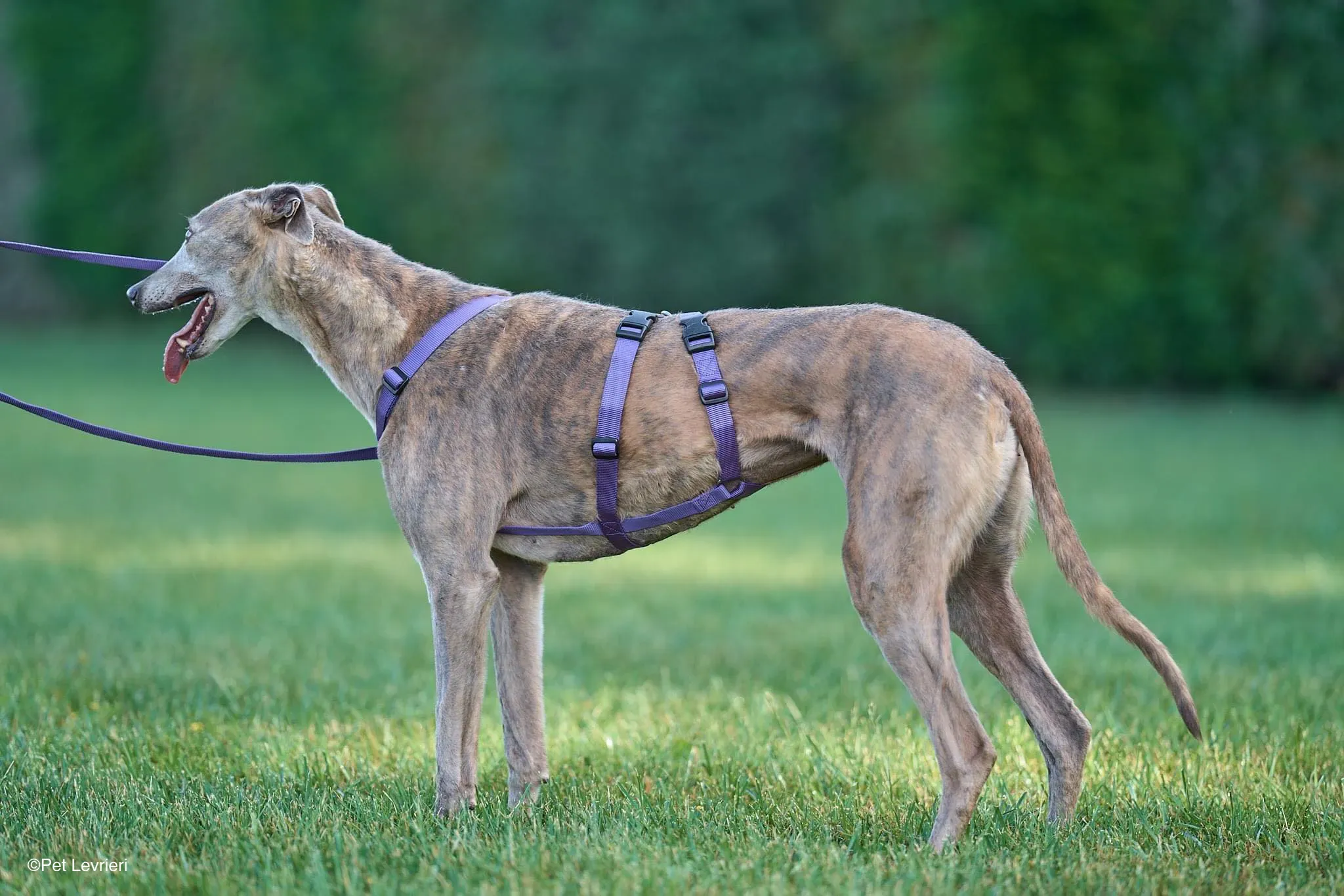 Sunshine adozione levrieri greyhound arrivo 05