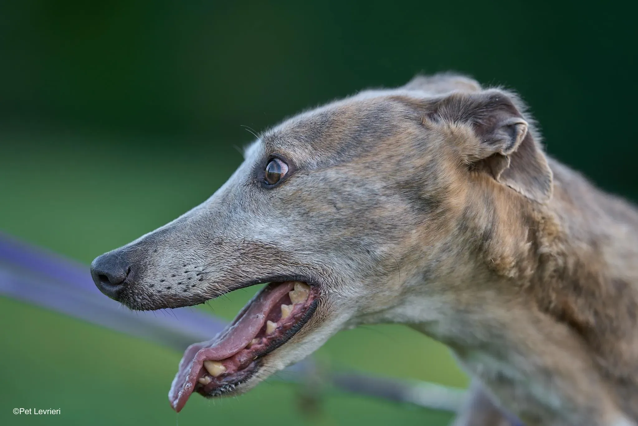 Sunshine adozione levrieri greyhound arrivo 06