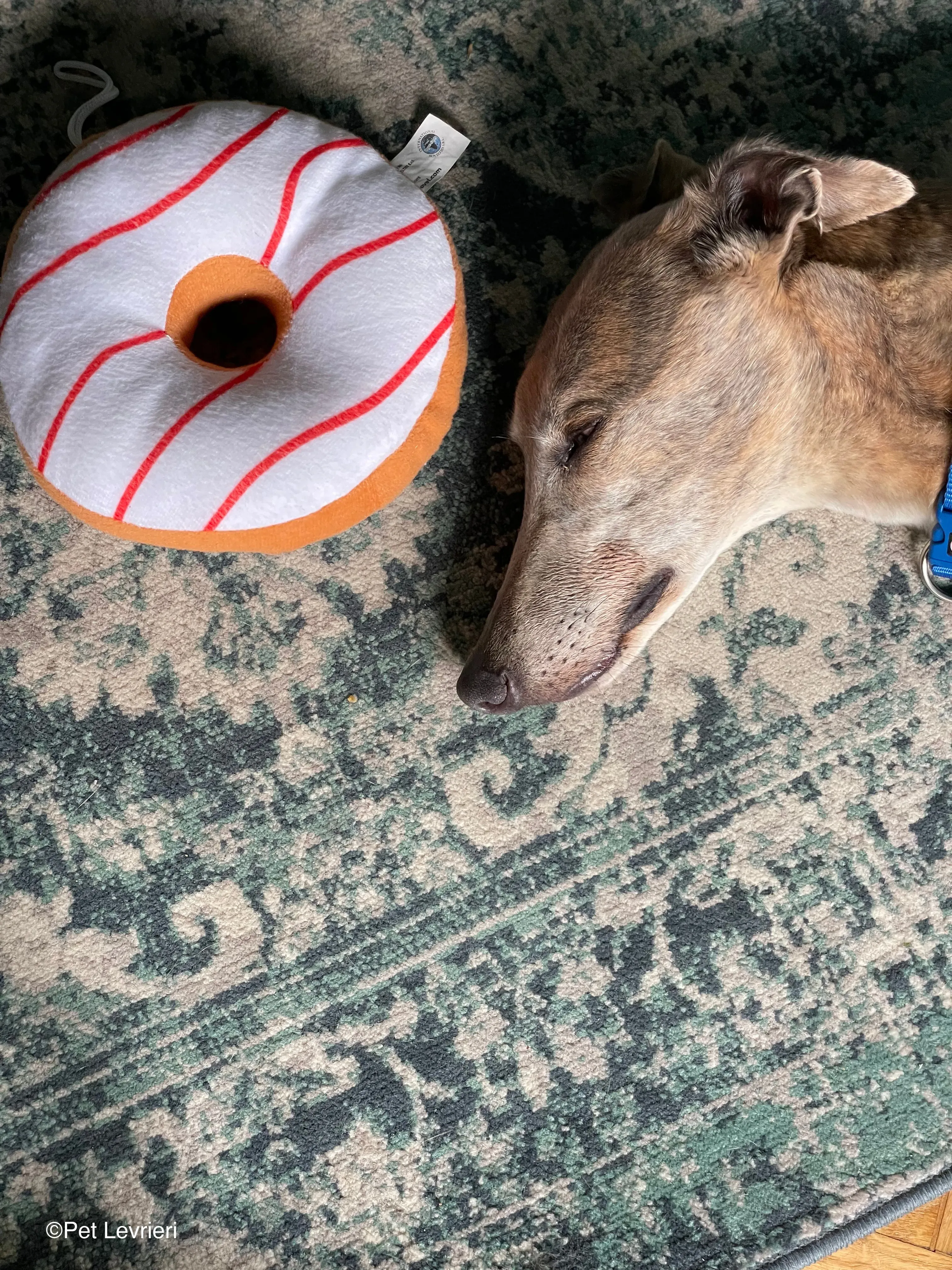 Sunshine adozione levrieri greyhound fosterhome 01