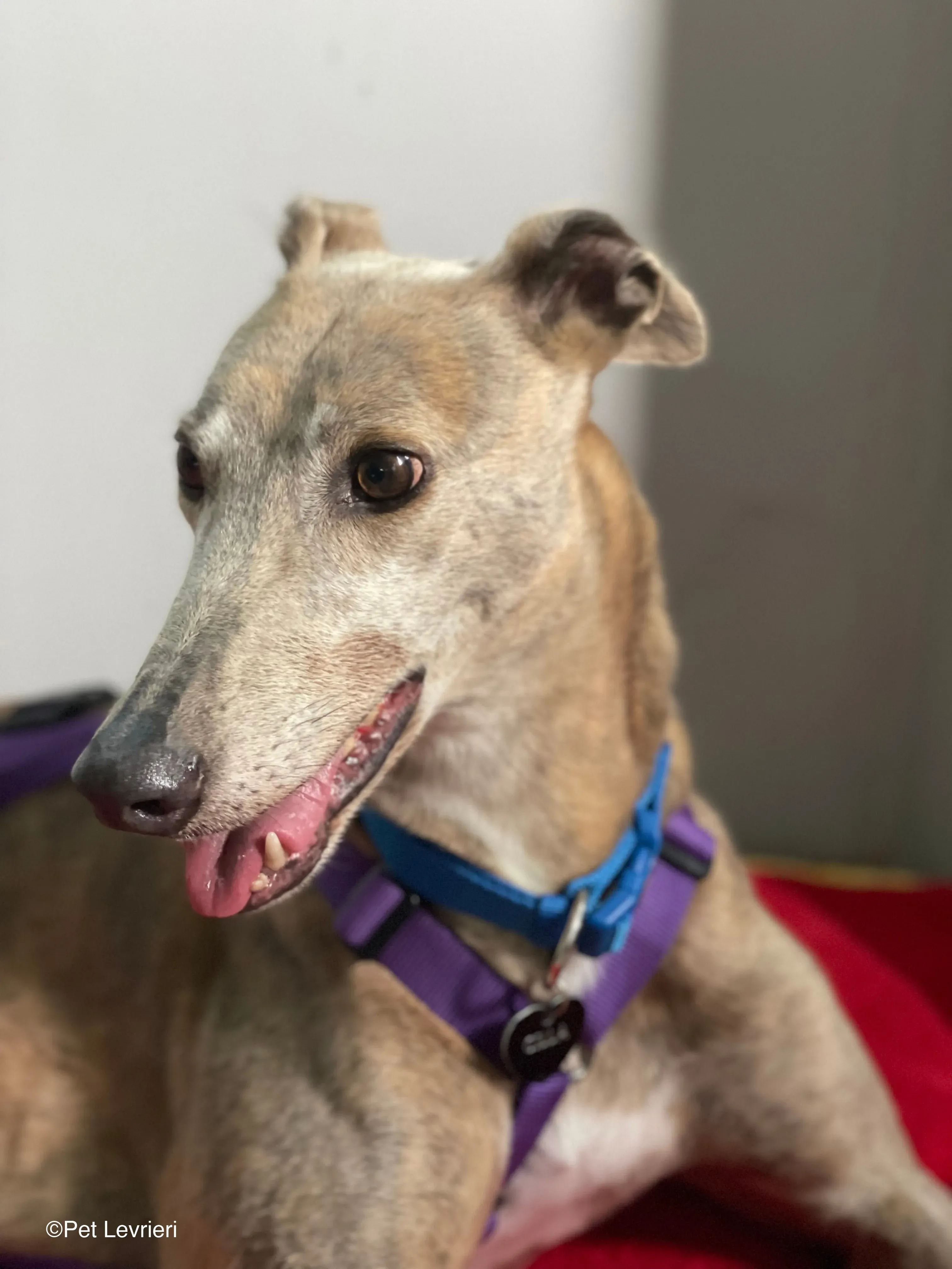 Sunshine adozione levrieri greyhound fosterhome 02