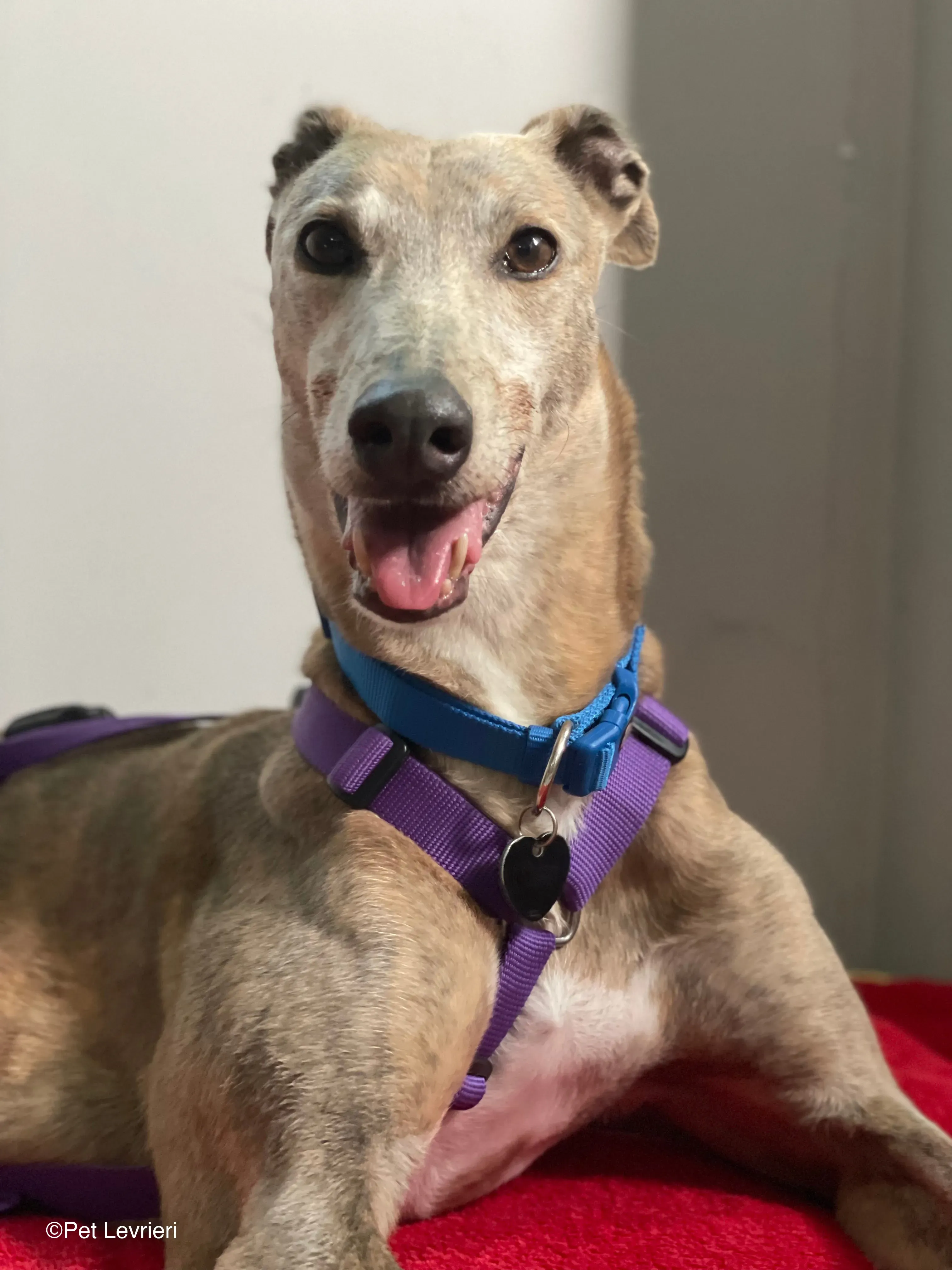 Sunshine adozione levrieri greyhound fosterhome 03