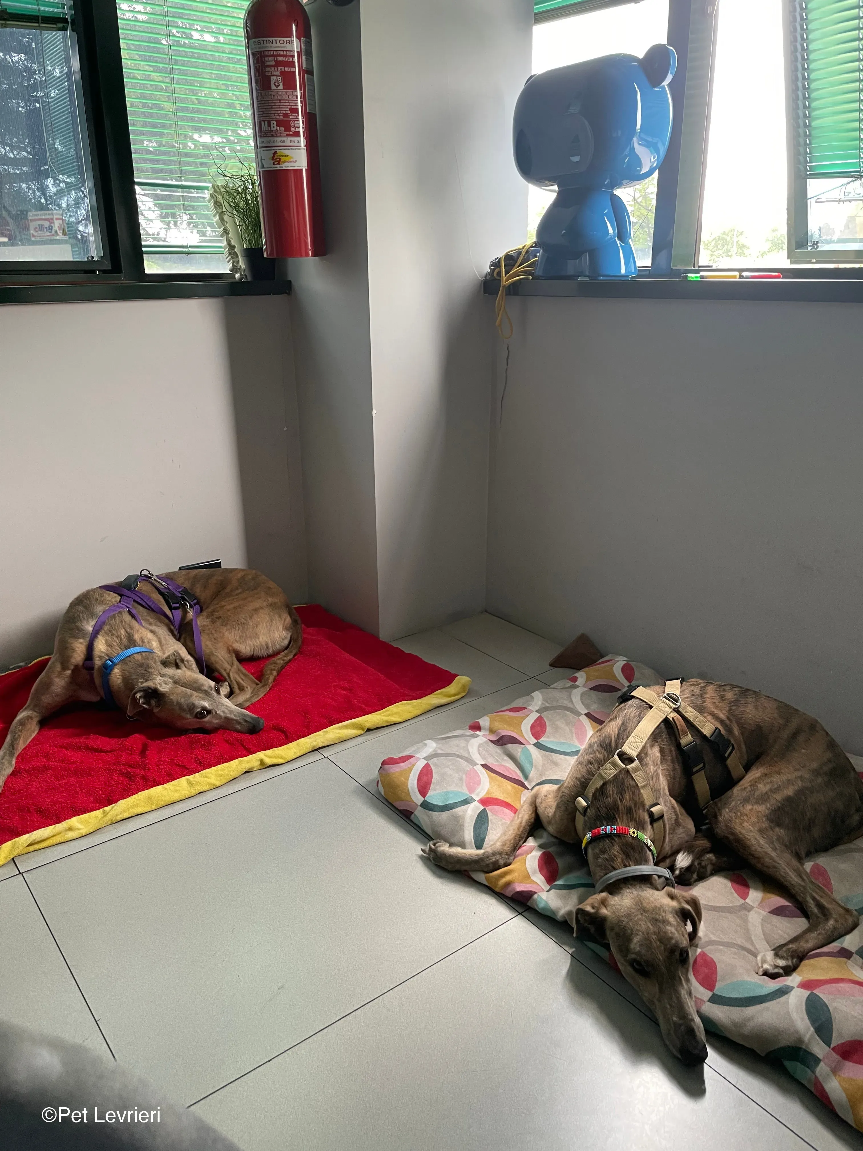 Sunshine adozione levrieri greyhound fosterhome 04