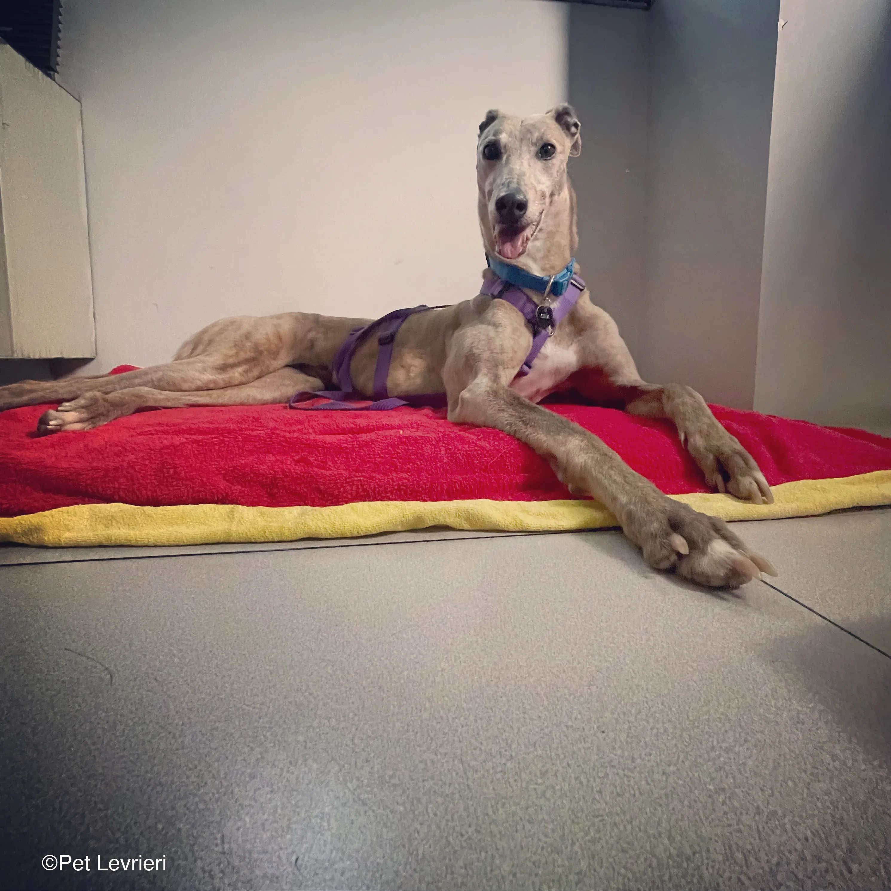 Sunshine adozione levrieri greyhound fosterhome 05