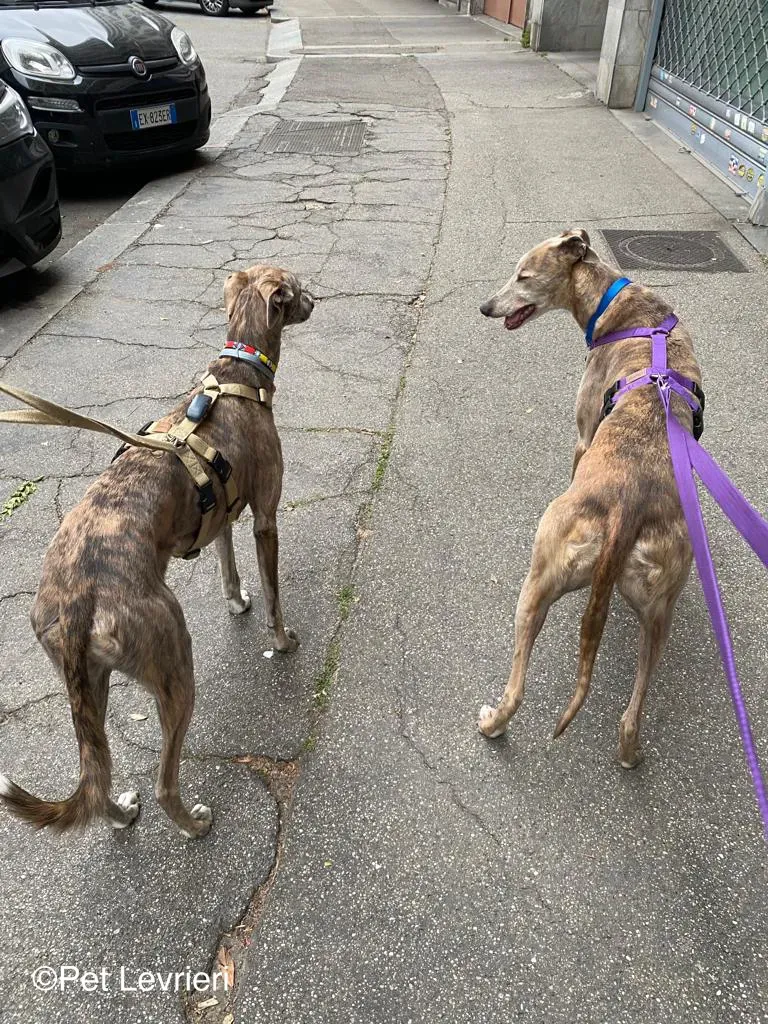 Sunshine adozione levrieri greyhound fosterhome 06