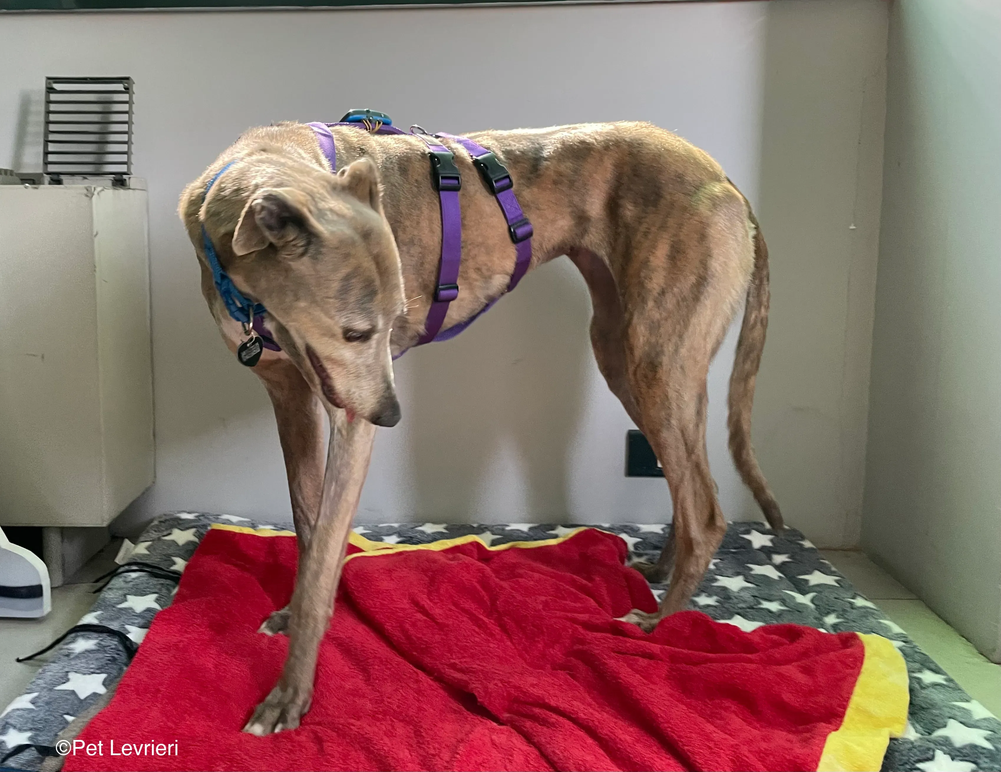 Sunshine adozione levrieri greyhound fosterhome 07