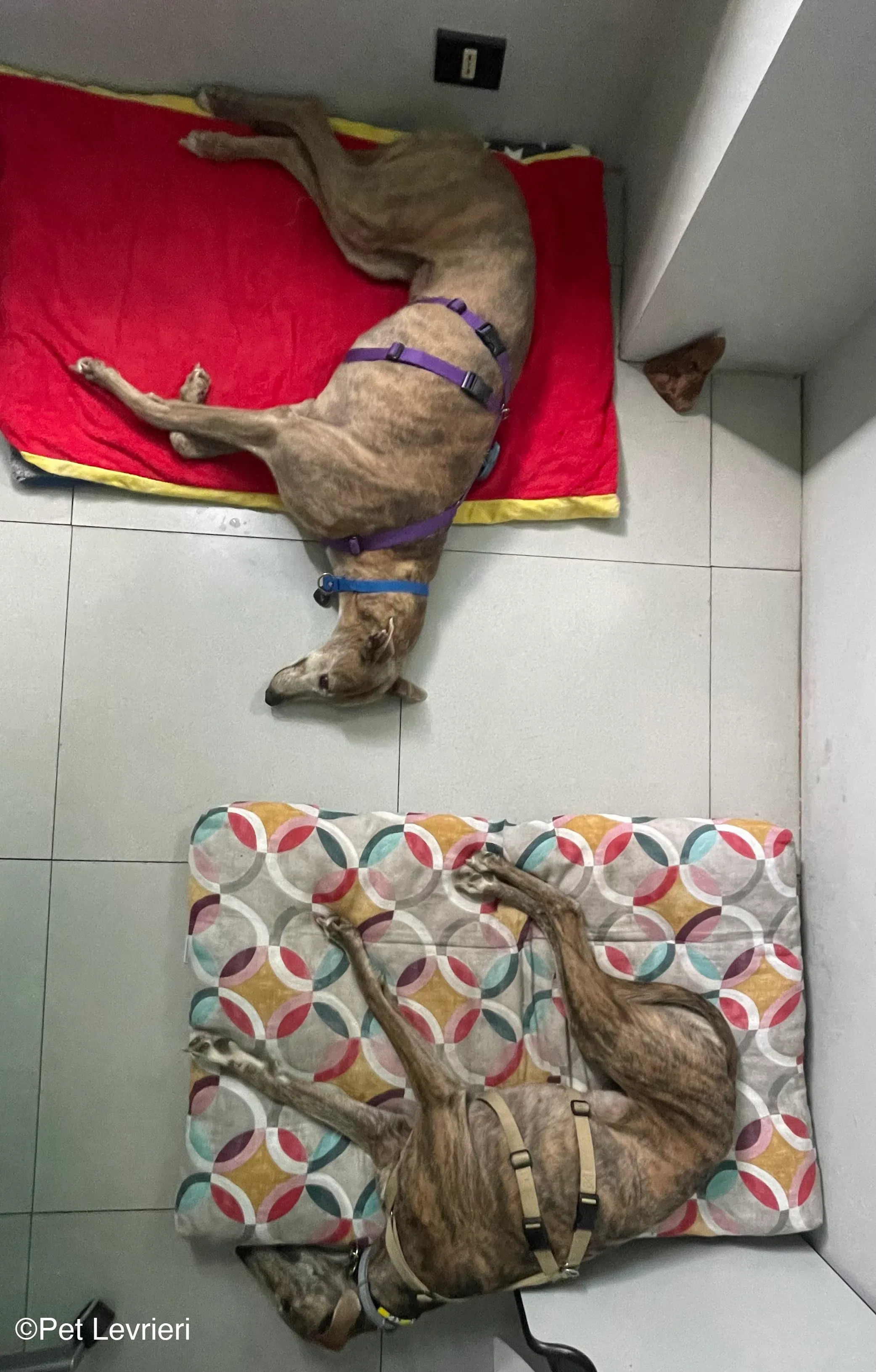 Sunshine adozione levrieri greyhound fosterhome 08