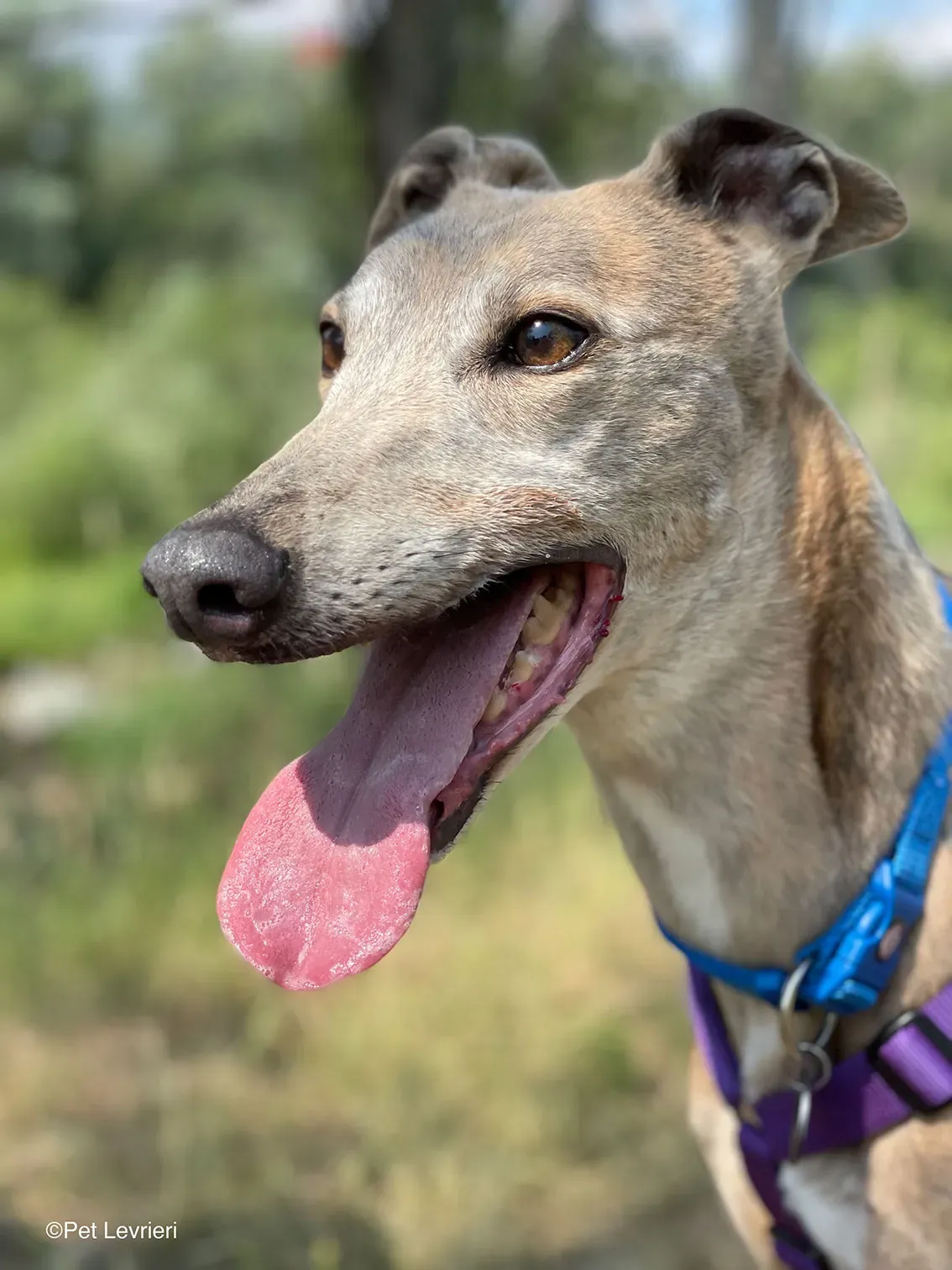 Sunshine adozione levrieri greyhound fosterhome 09